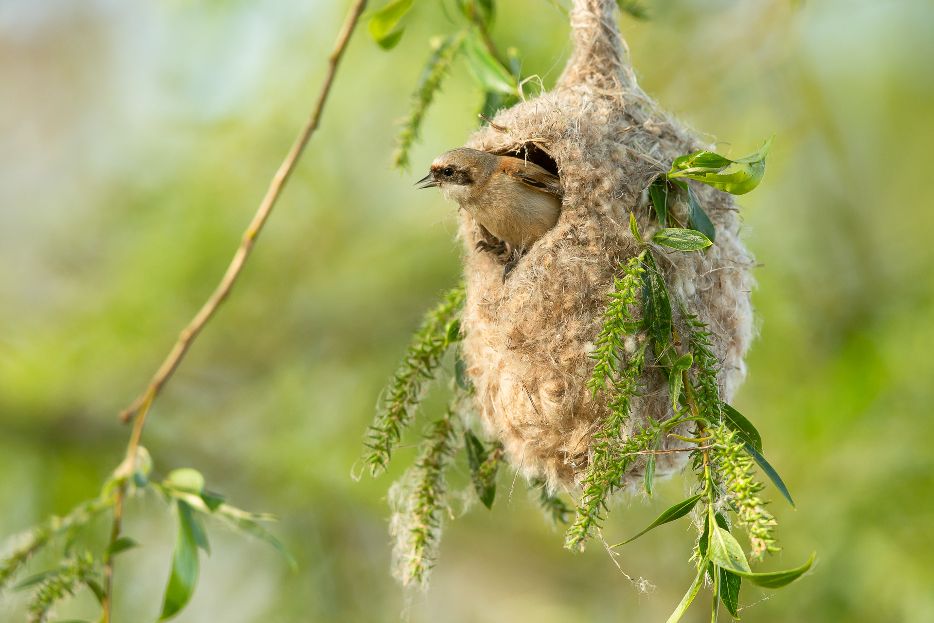 Penduline tit
