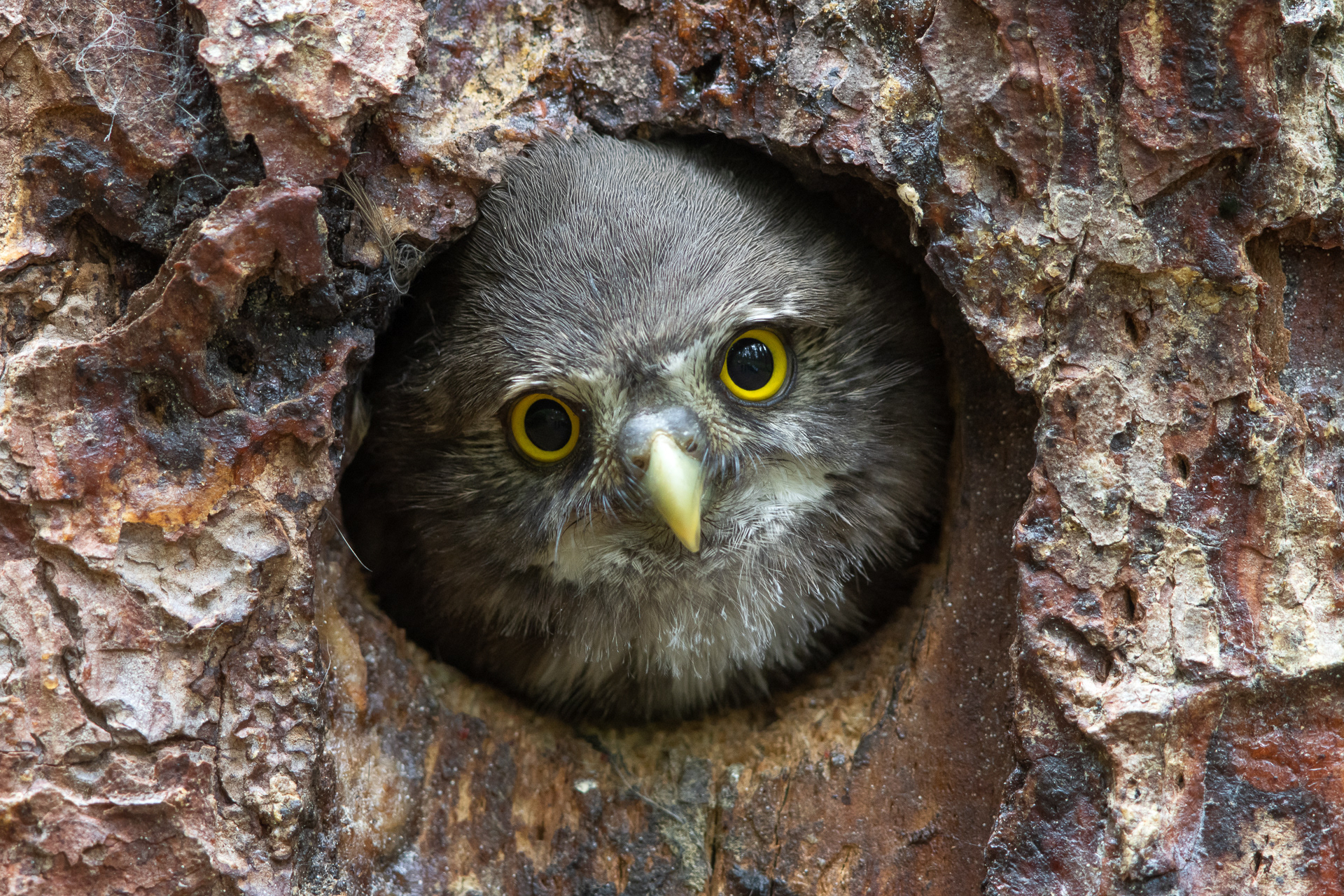 Pygmy owl
