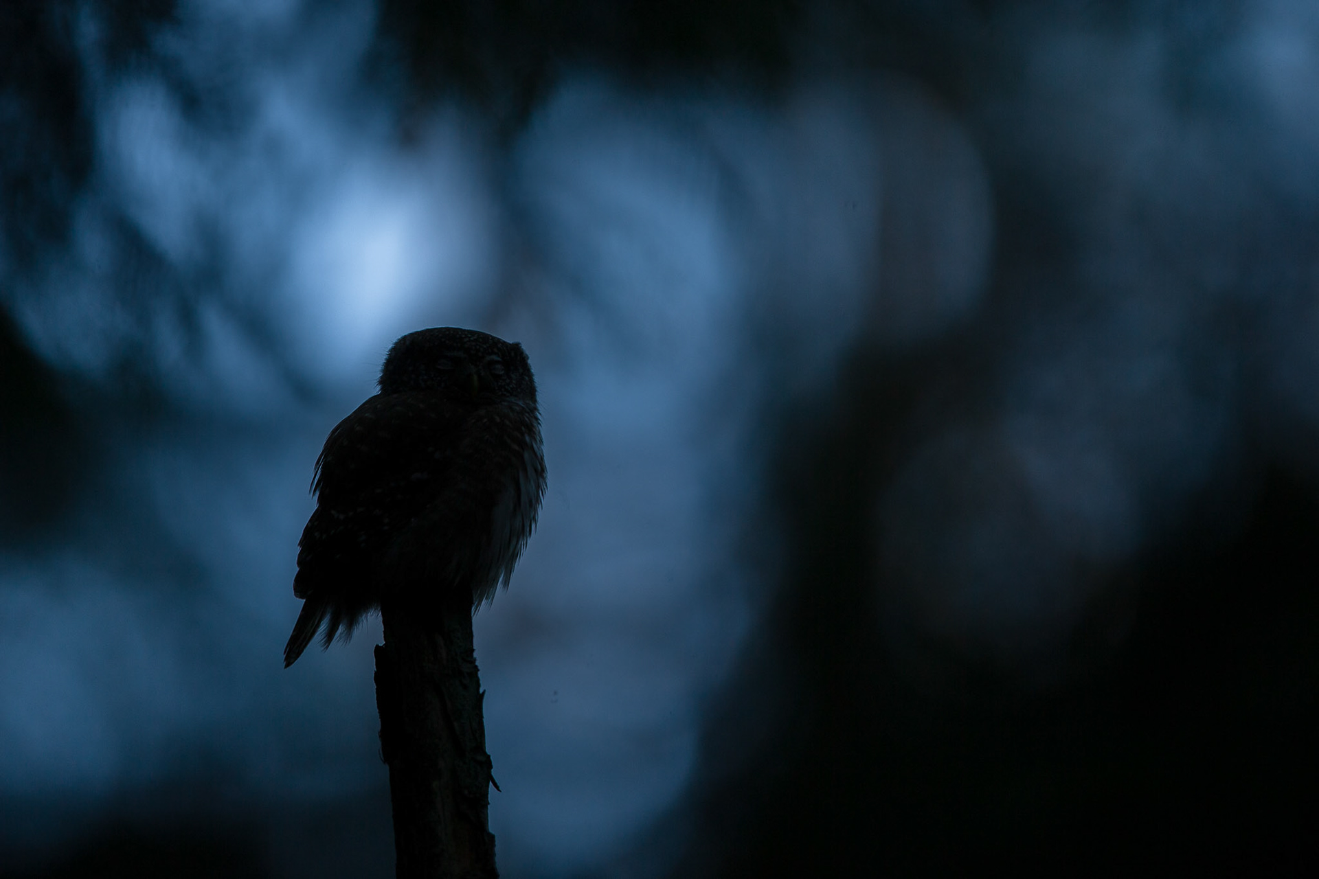 Pygmy owl in darkness