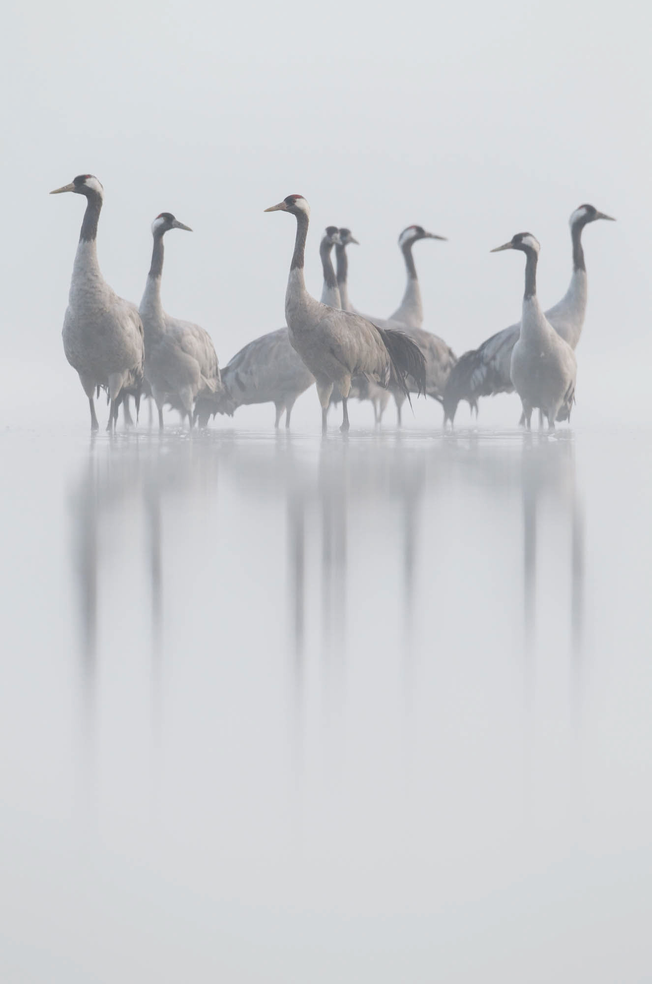 Common cranes