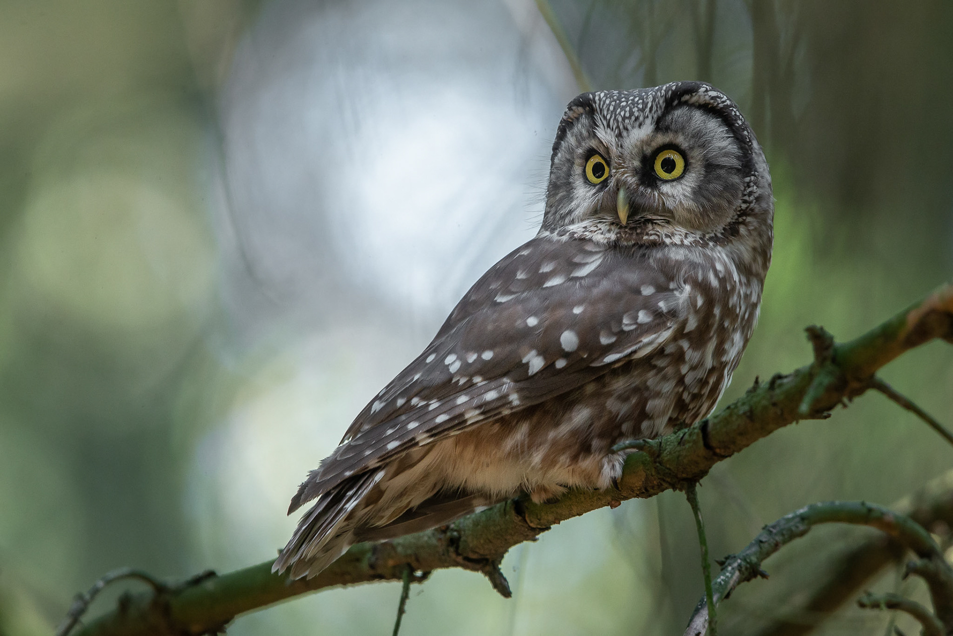 Tengmalm's owl
