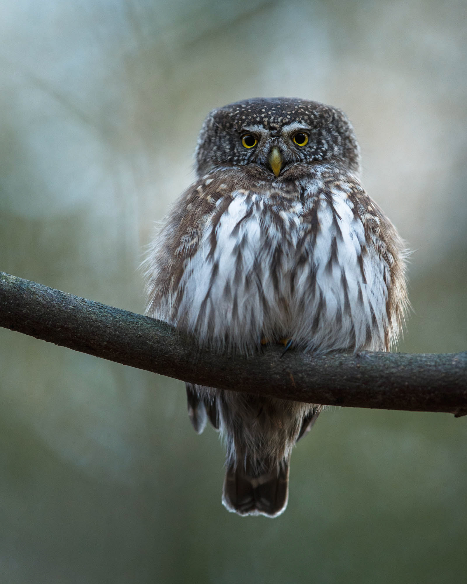 Pygmy owl