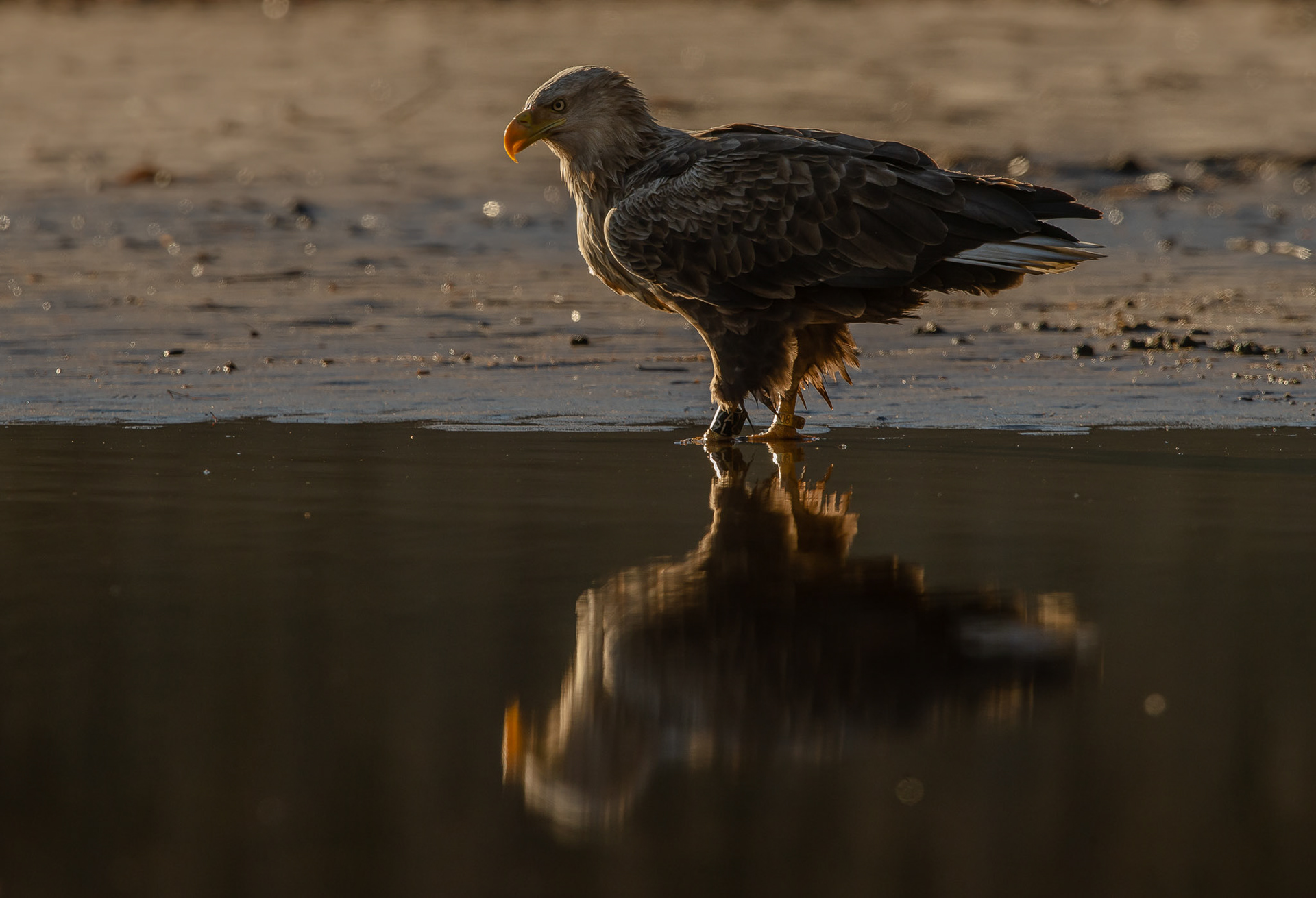 White tailed eagle wit prey