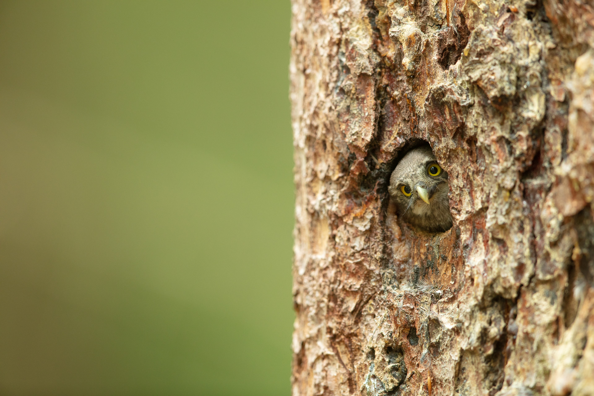 Pygmy owl