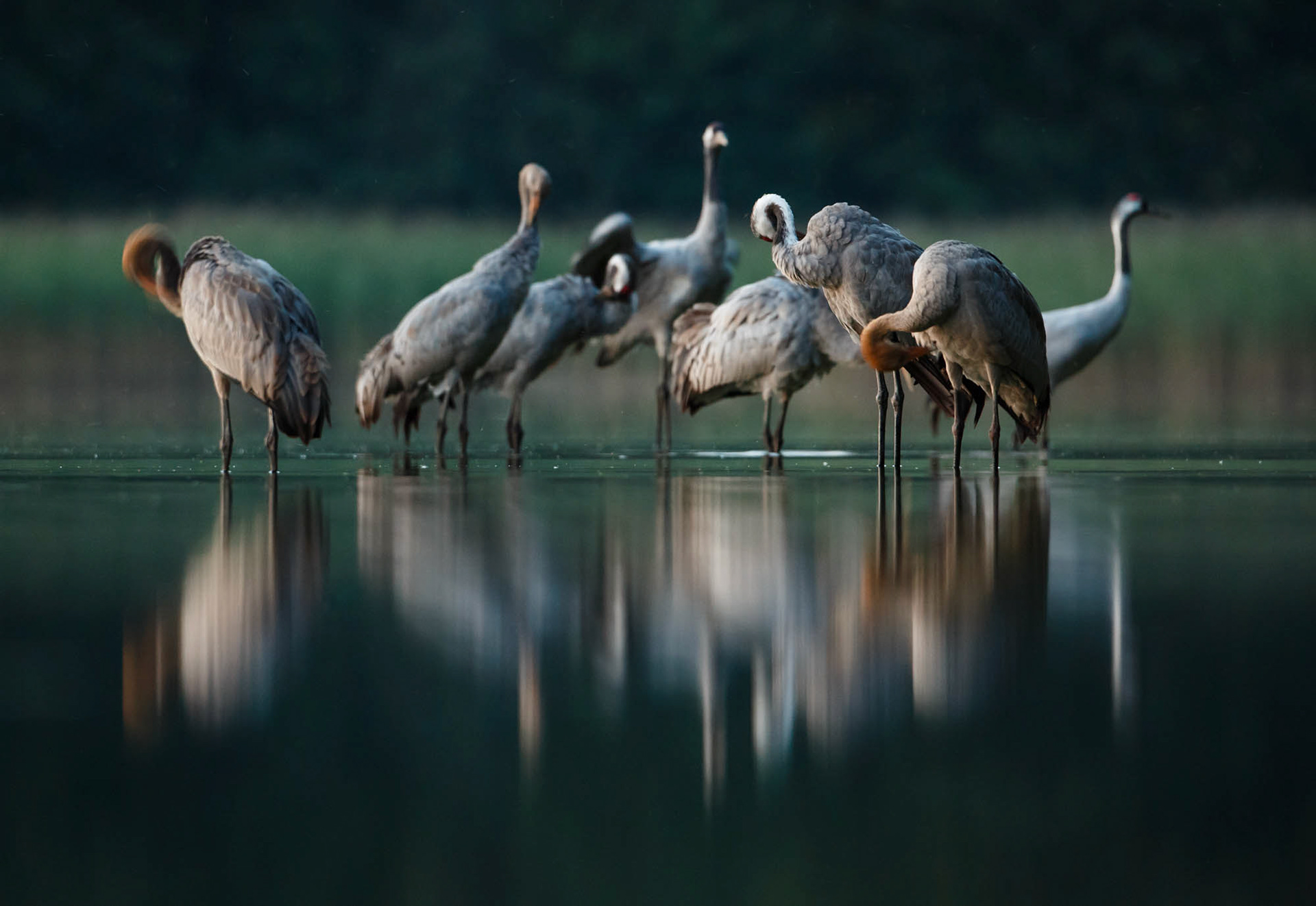 Common cranes