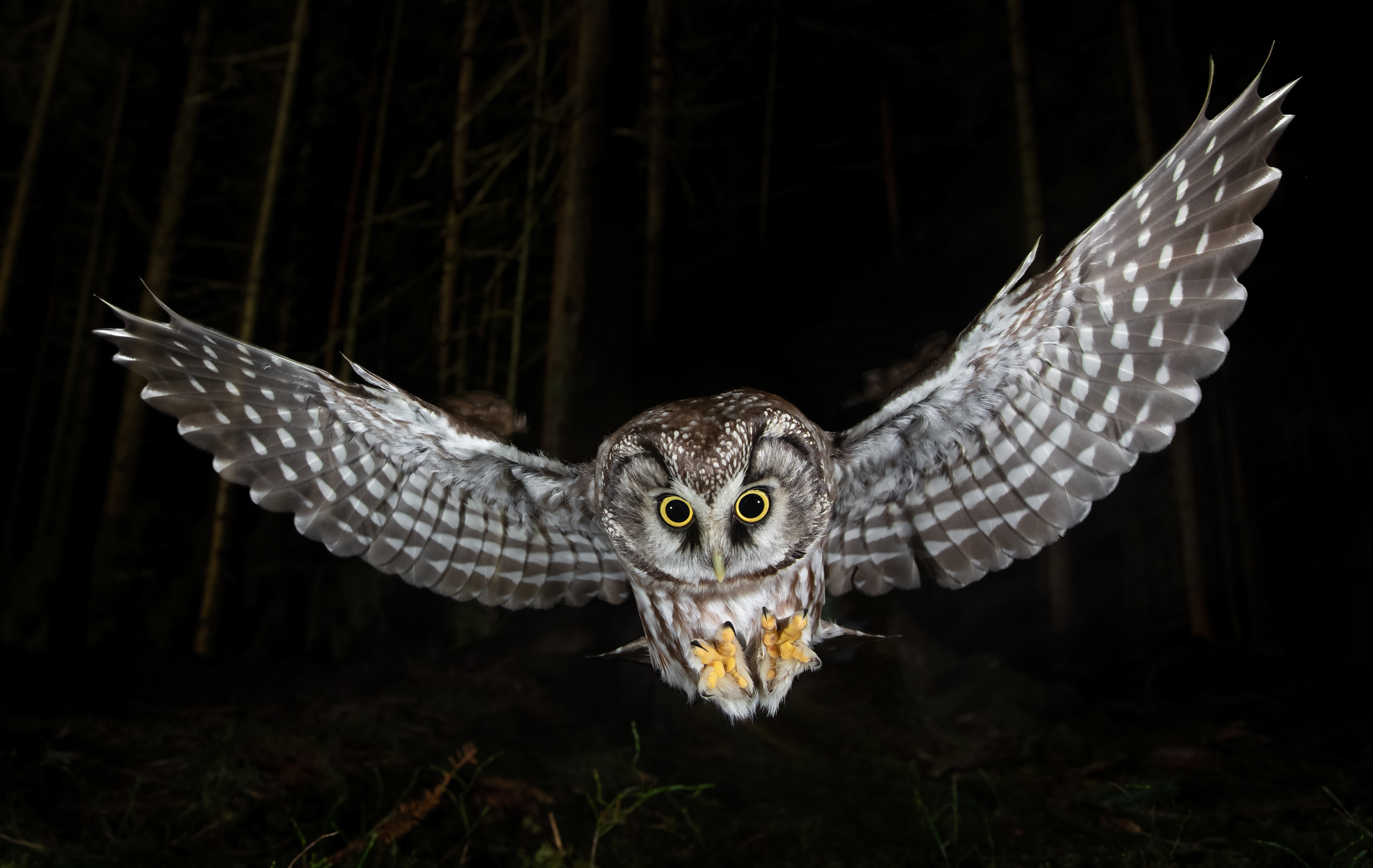 Tengmalm's owl
