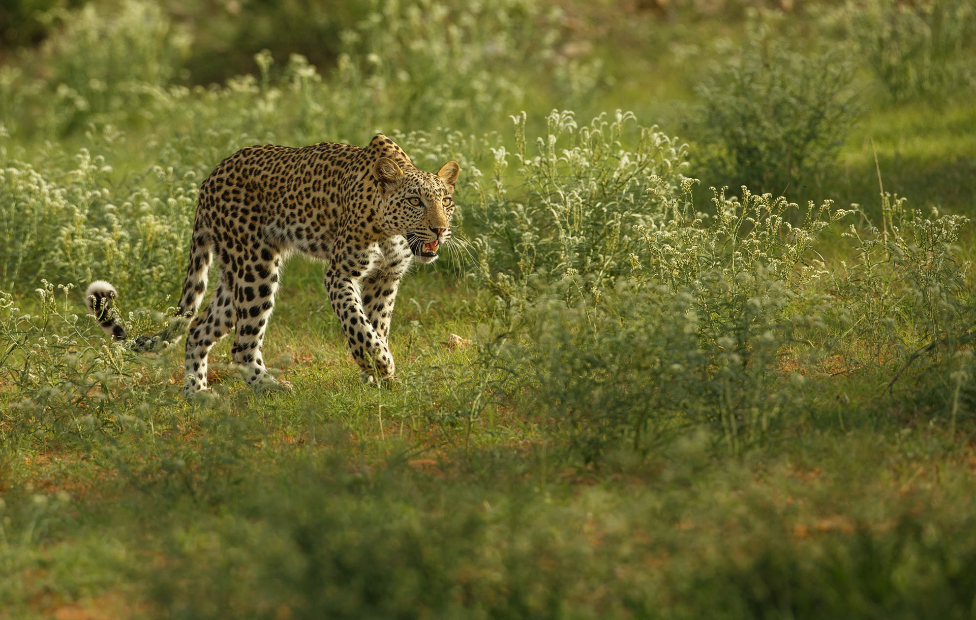 Charging leopard (panthera pardus)
