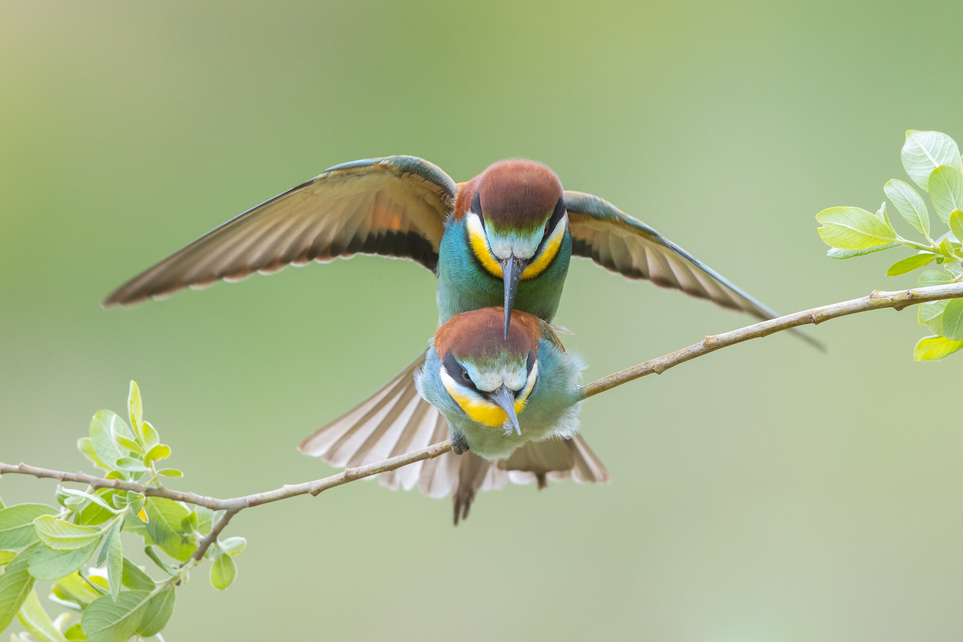 European bee eater