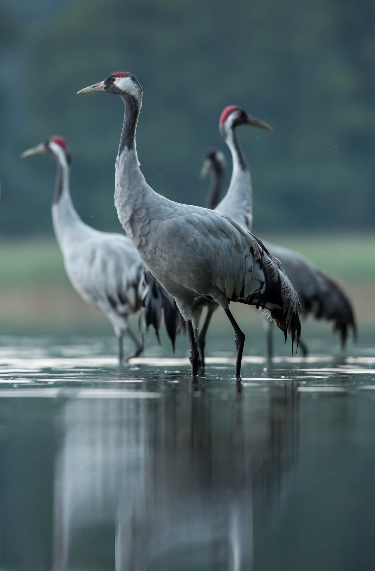 Common cranes