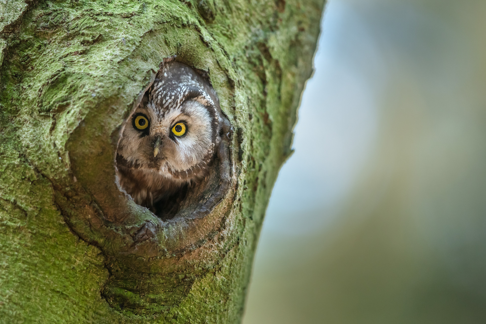 Tengmalm's owl