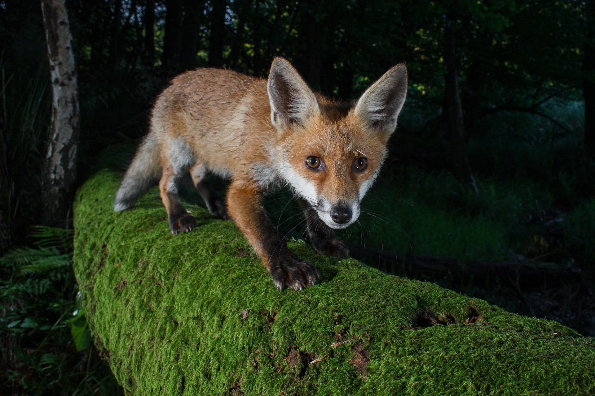 European fox (vulpes vulpes) on a tree log