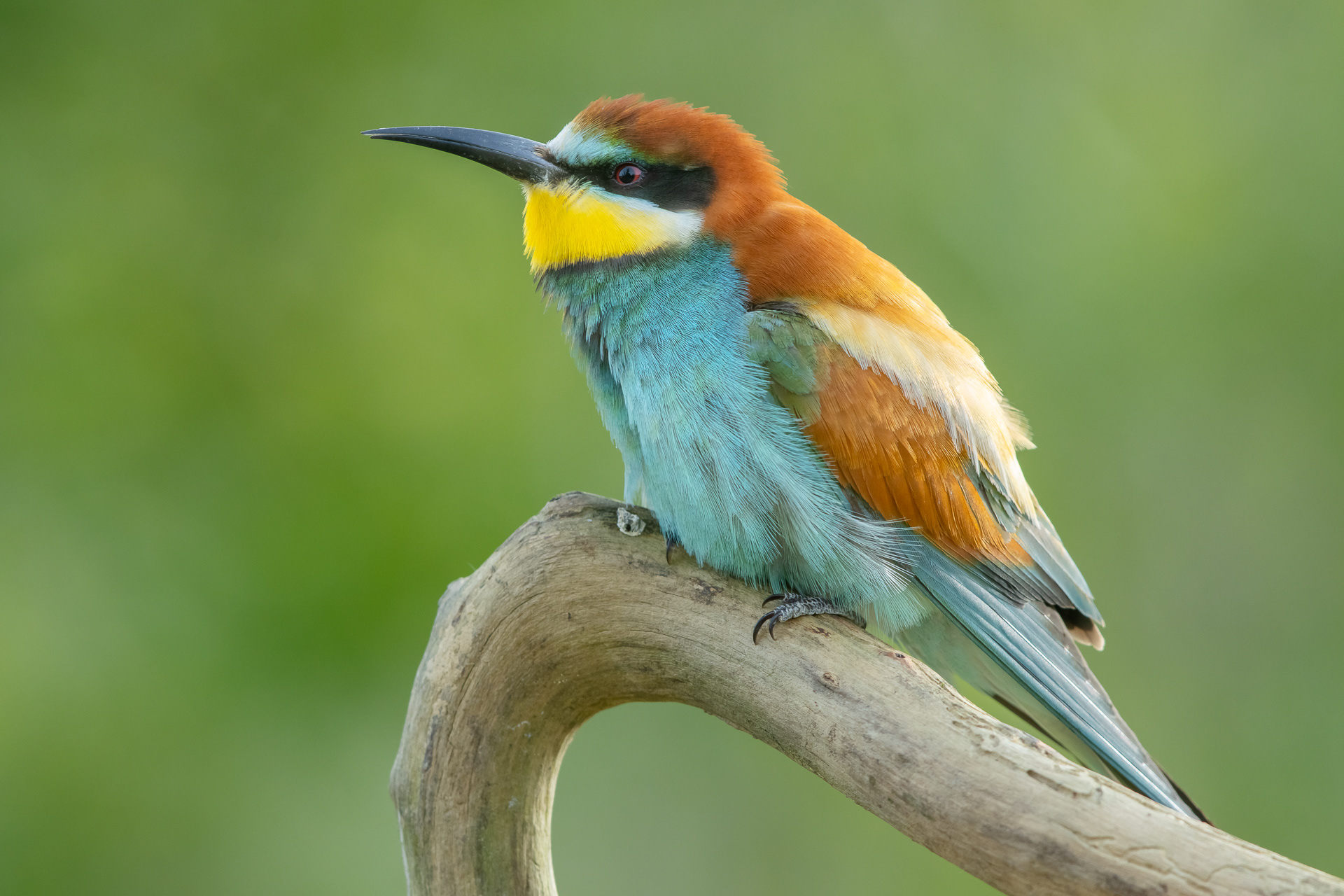 European bee eater