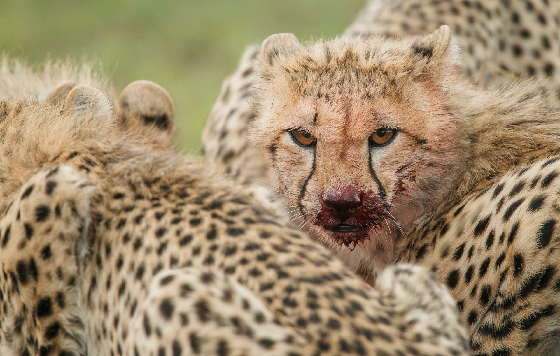 Cheetah Cub at Kill (Masai Mara, Kenya)