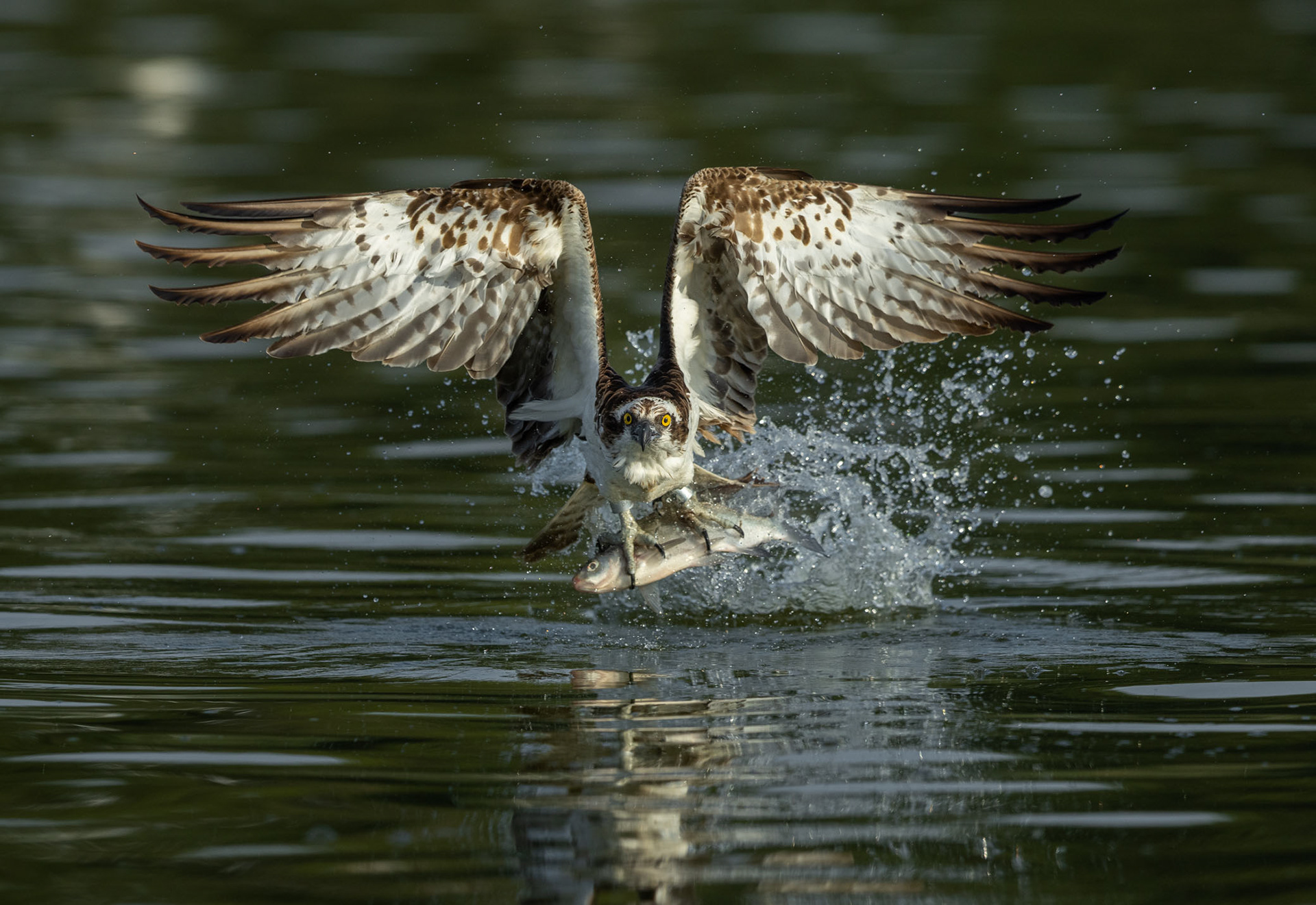 Osprey [Pandion haliaetus]