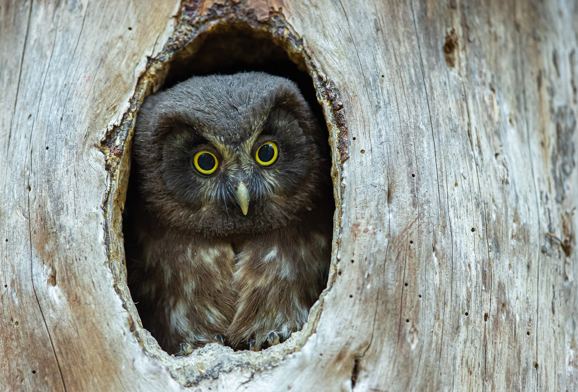 Tengmalm's owl in its breeding hole