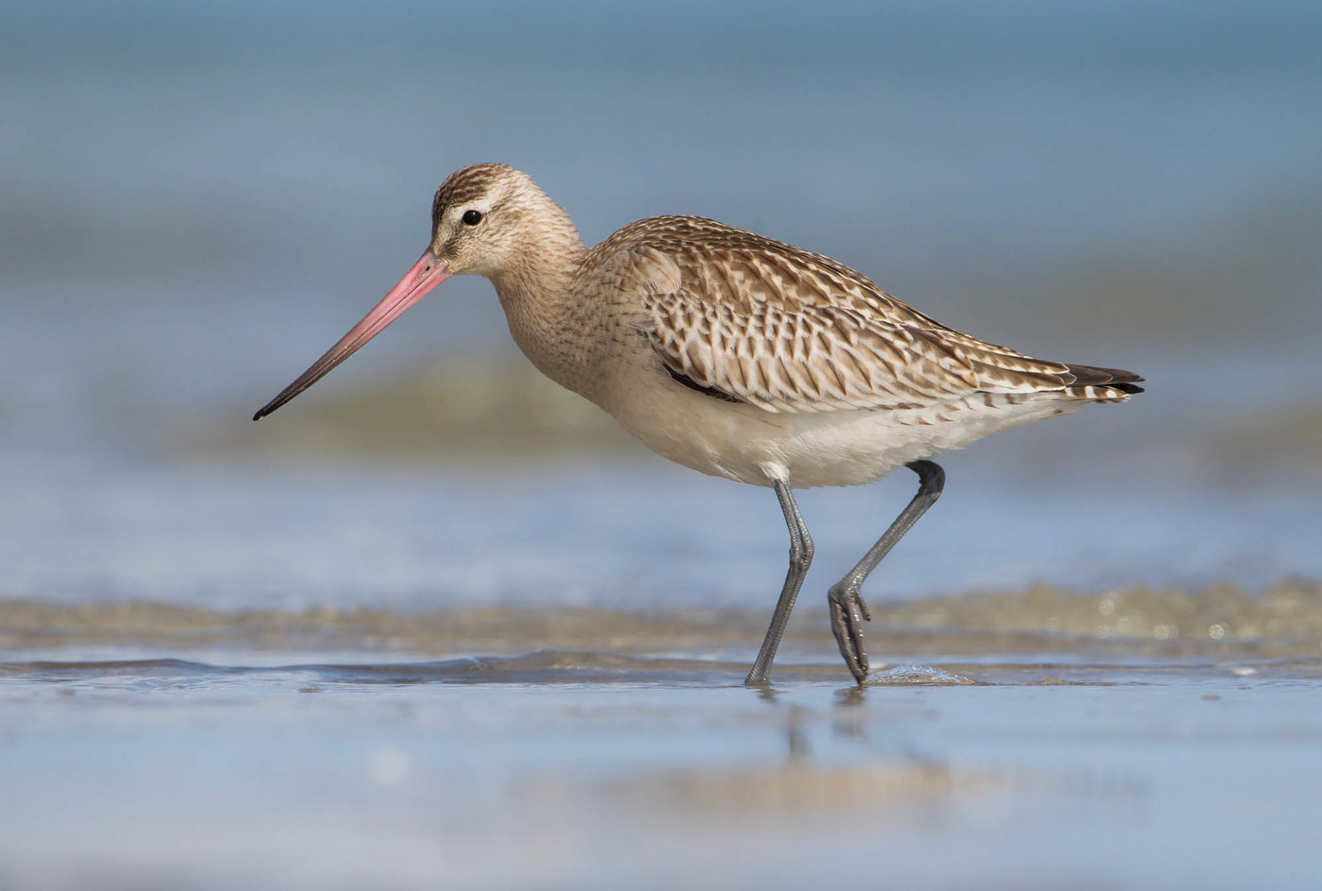 Bar-tailed godwit [Limosa lapponica]