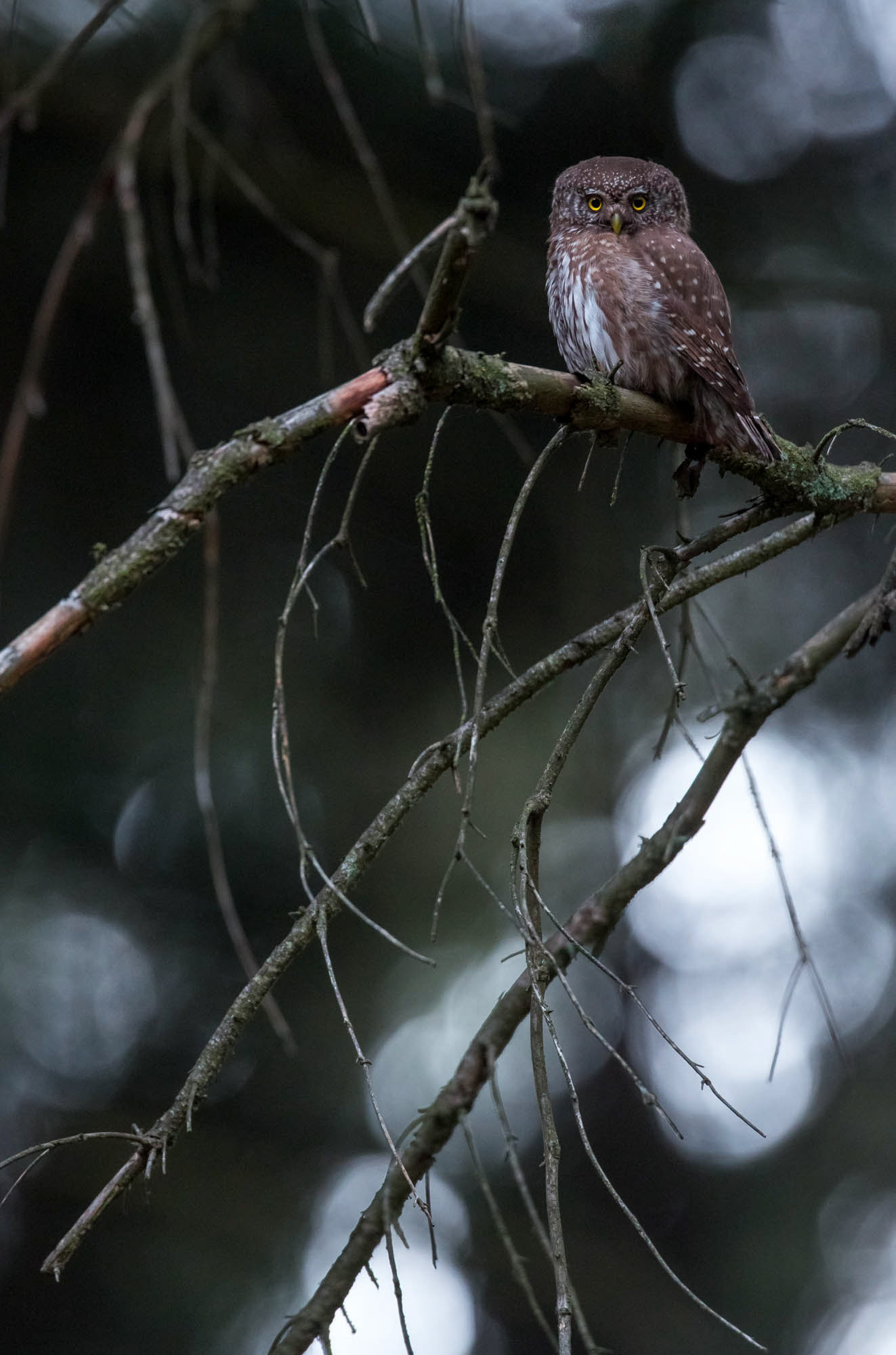 Pygmy owl