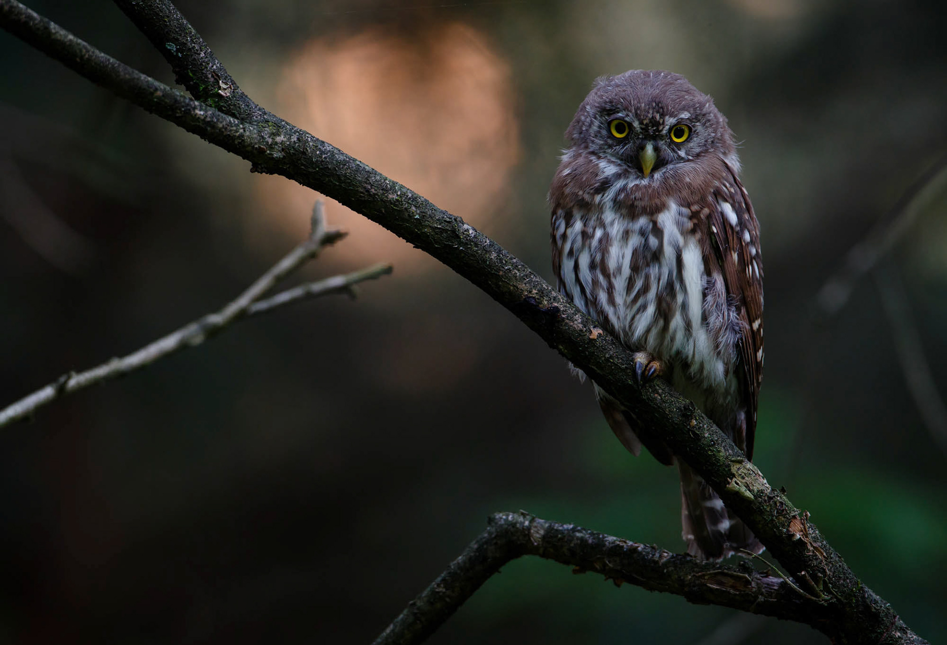 Pygmy owl