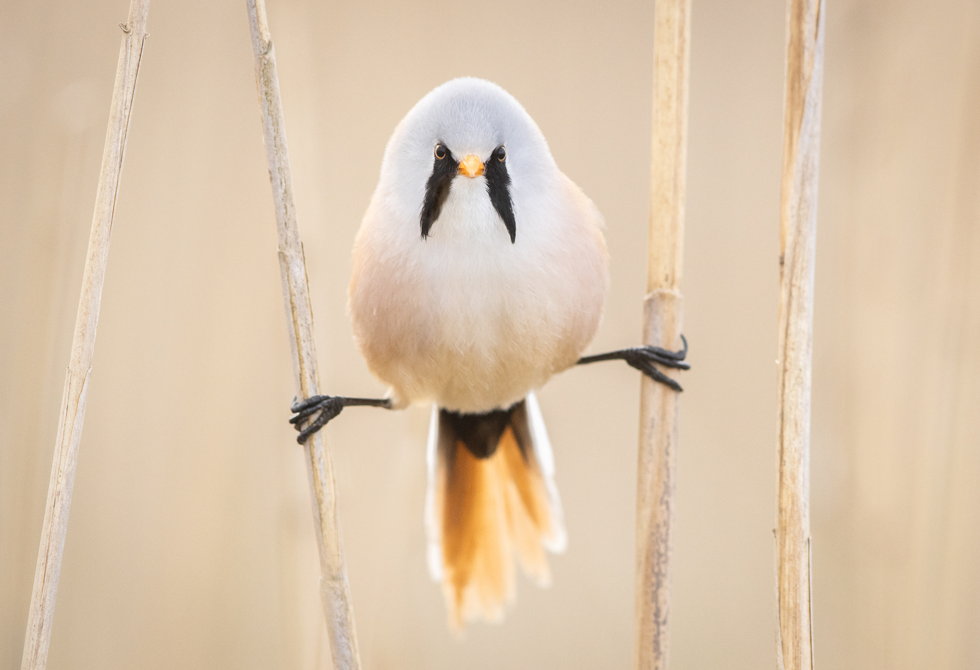 Bearded tit [Panurus biarmicus]
