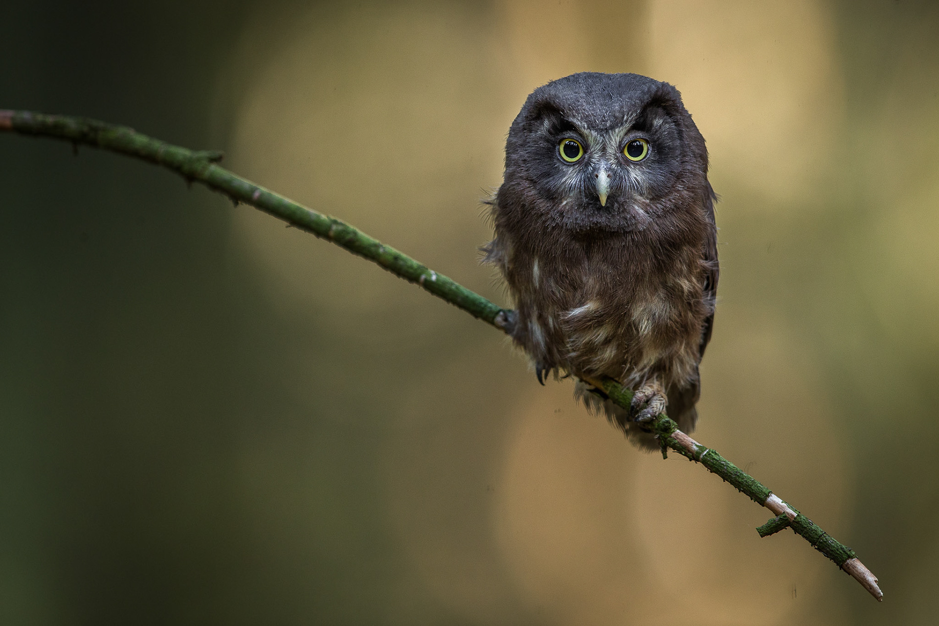 Juvenile Tengmalm's owl