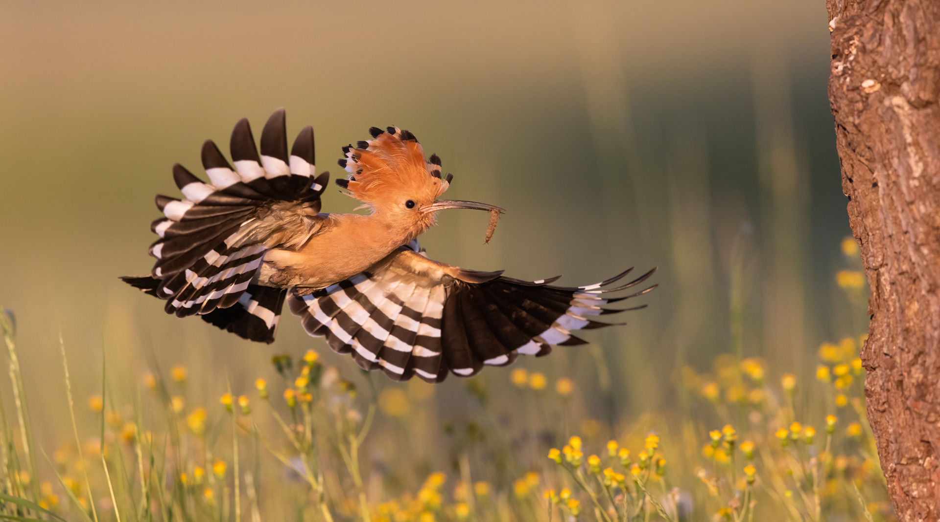 Eurasian hoopoe [Upupa epops]
