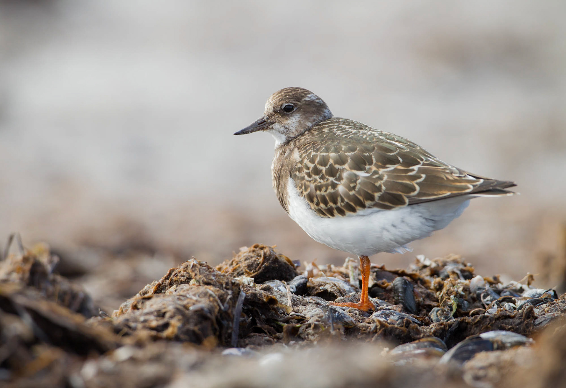 Turnstone (Germany)