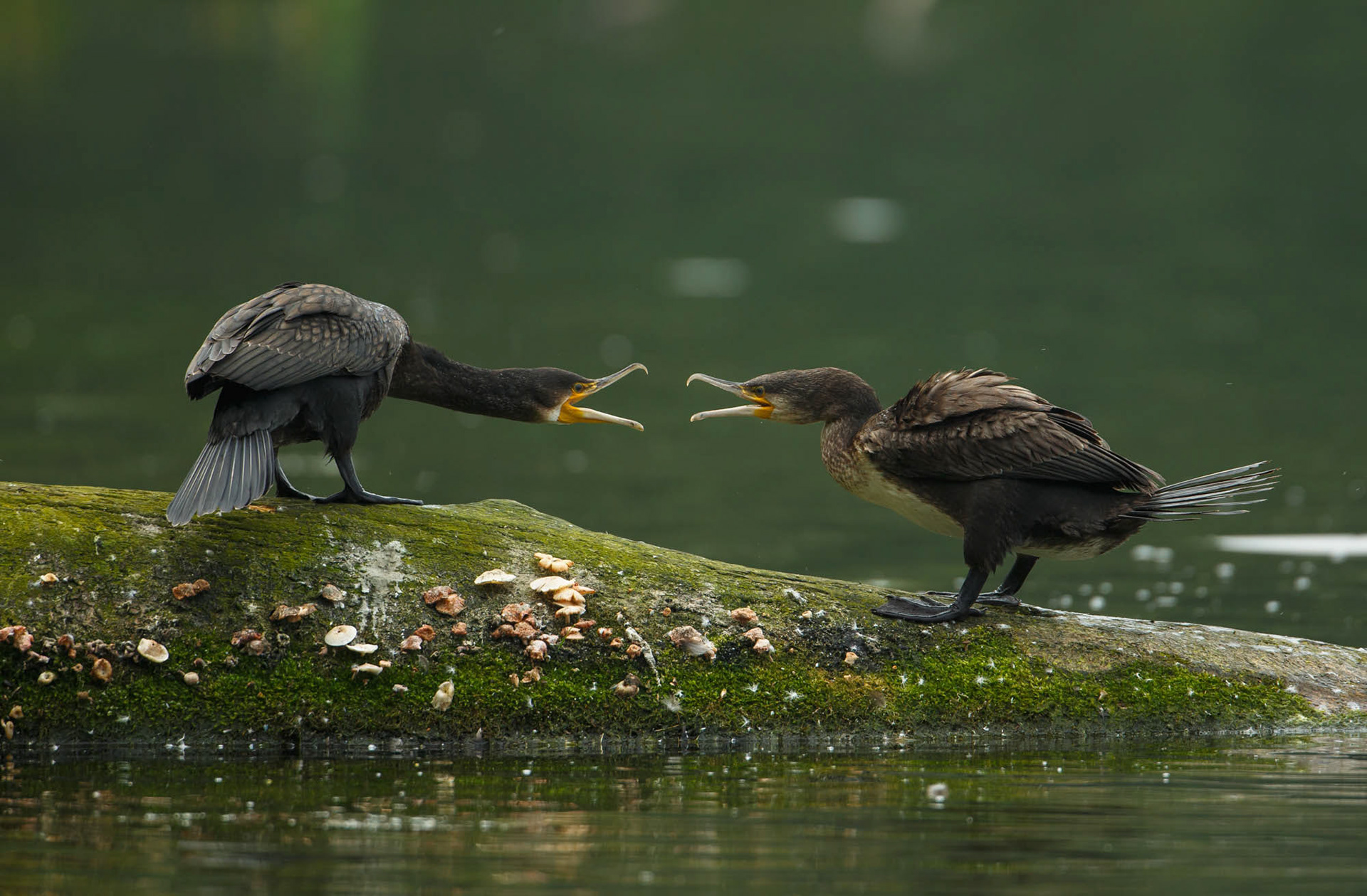 Cormorants
