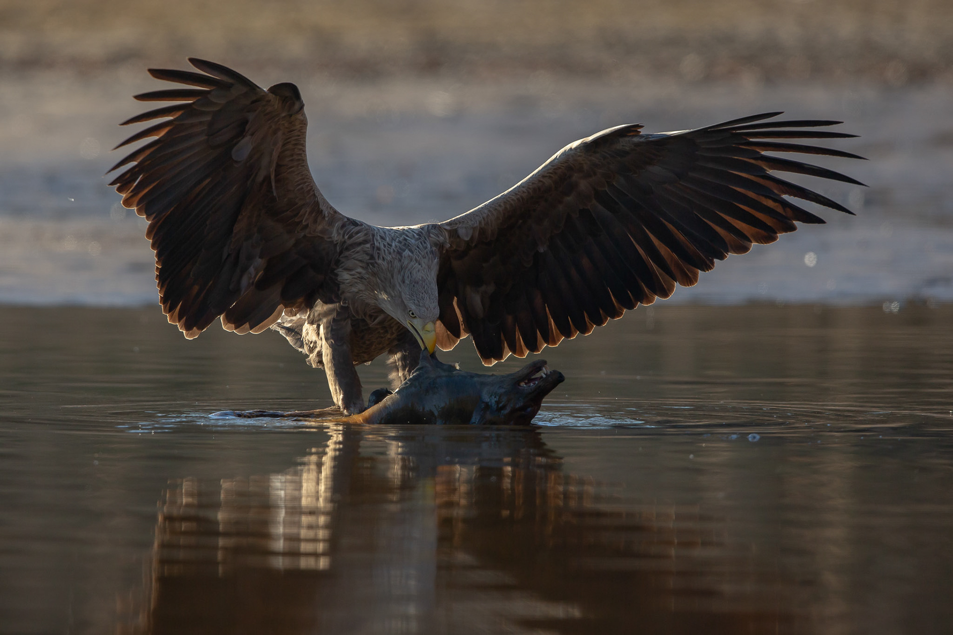 White tailed eagle with prey
