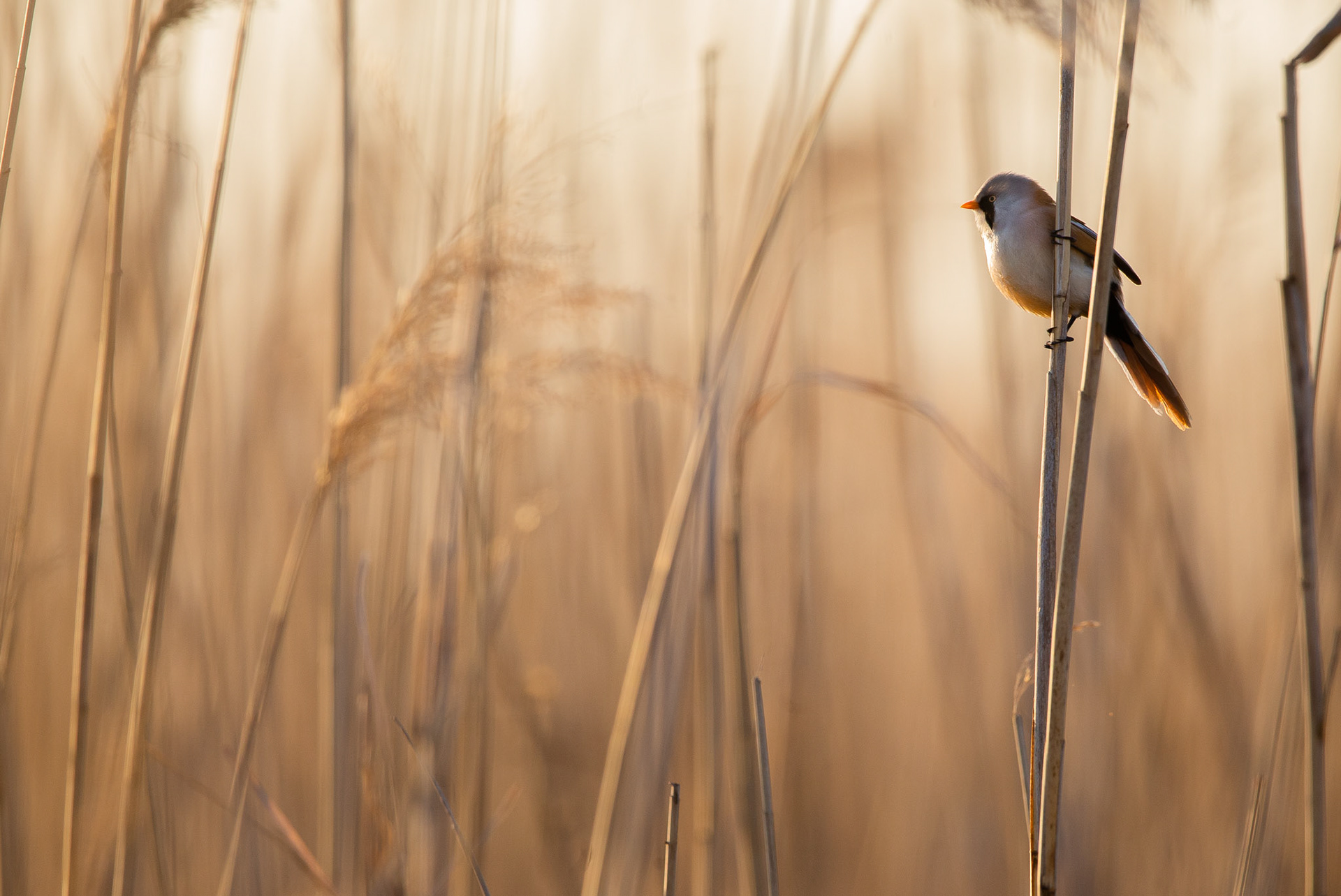 Bearded tit