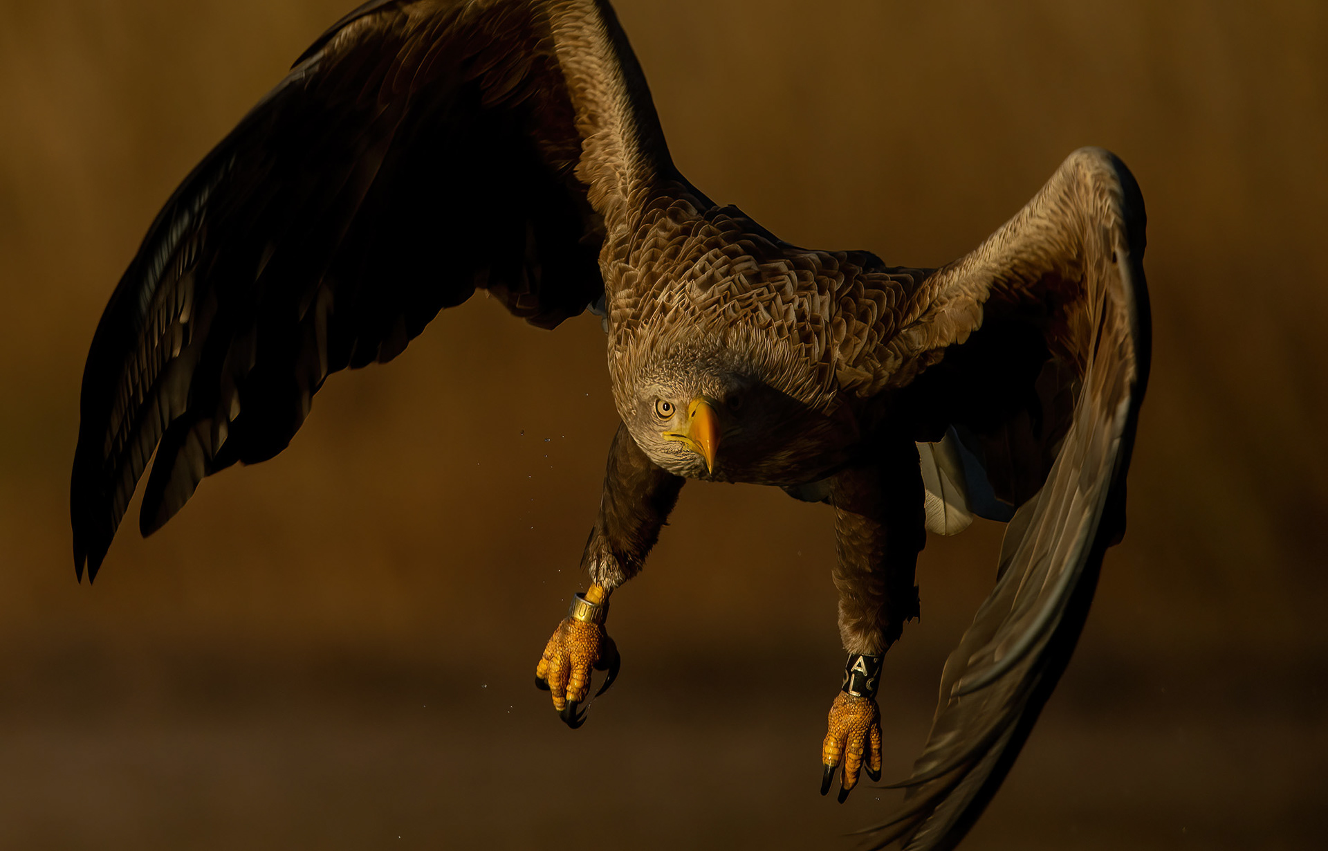 White tailed eagle [Haliaeetus albicilla]