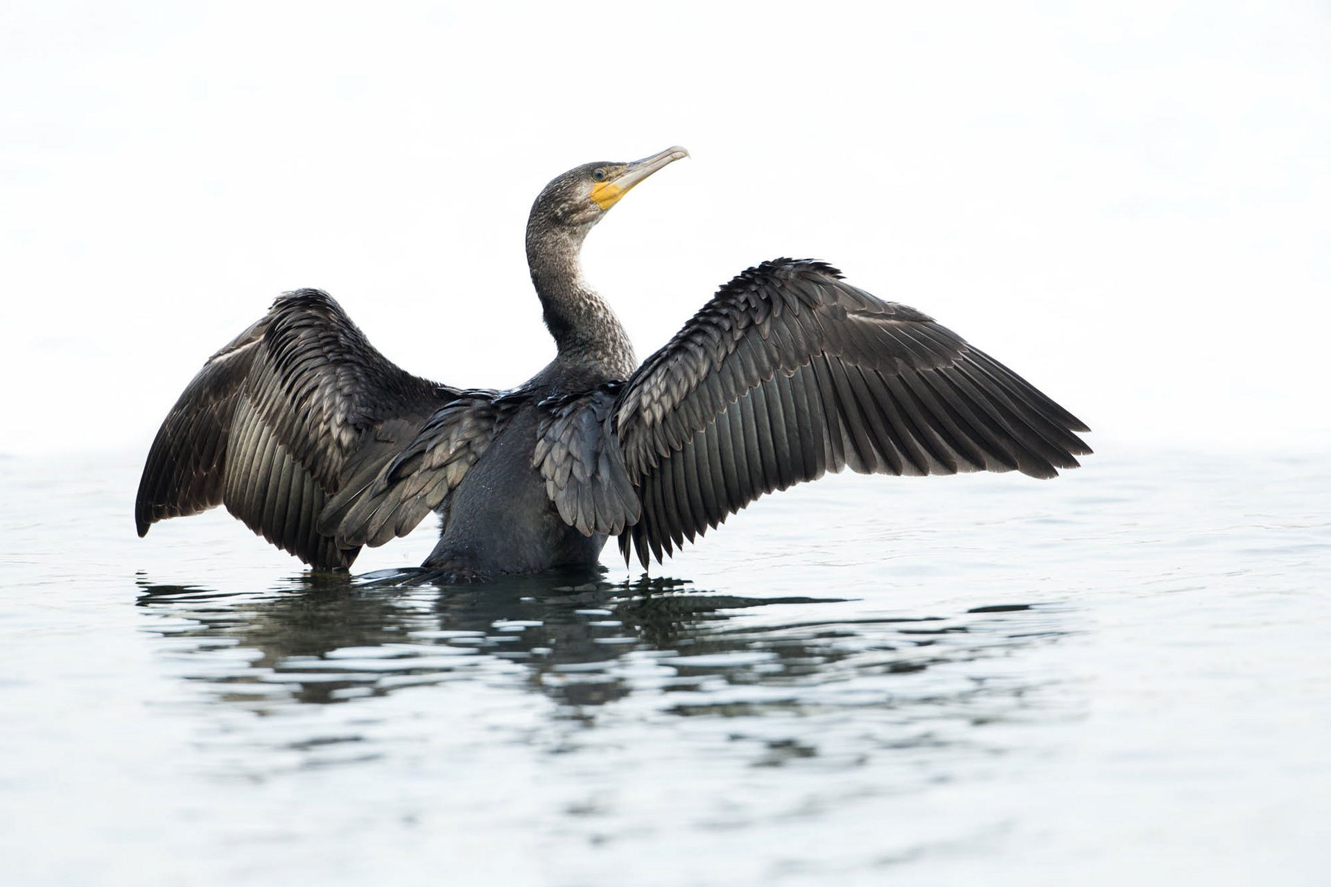 Cormorant