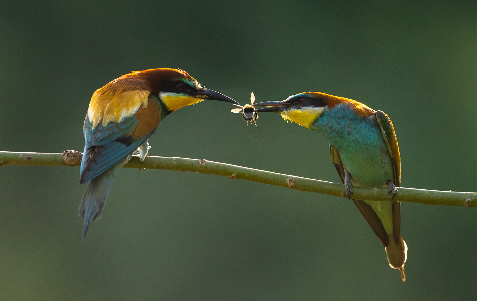  Eurasian bee-eater [Merops apiaster]