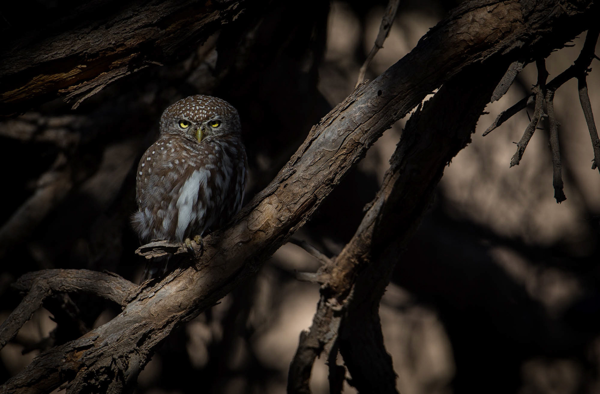 African pygmy owl [Glaucidium perlatum]
