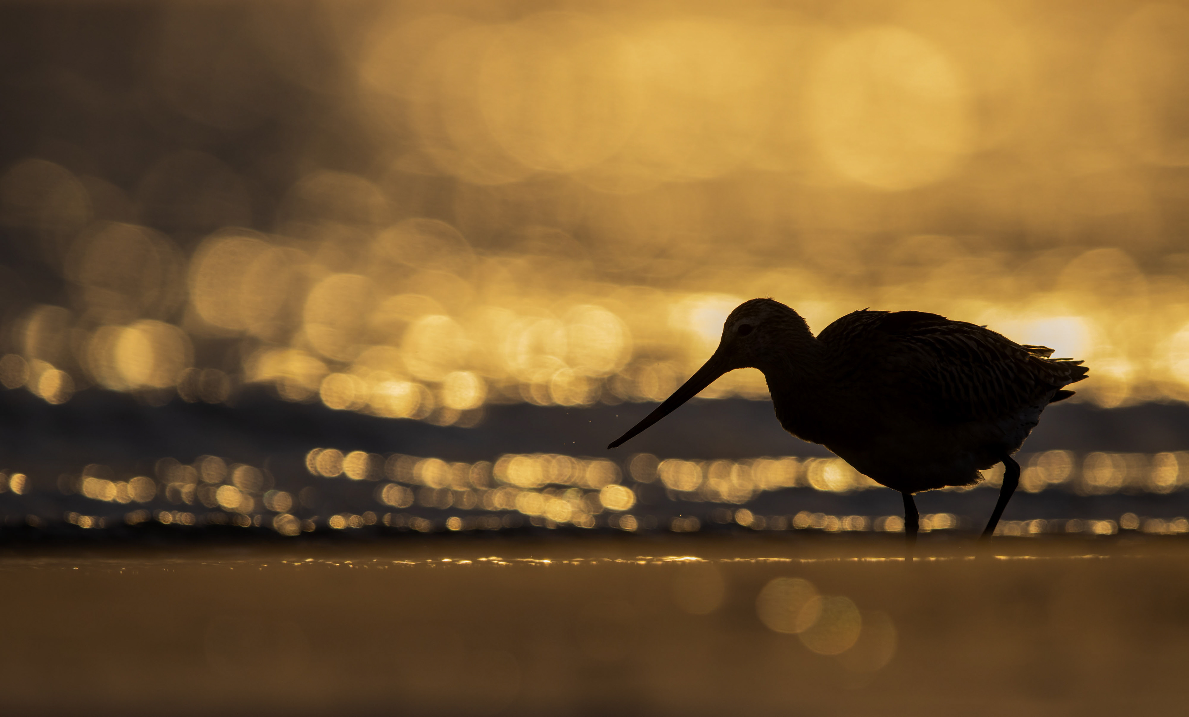 Bar-tailed godwit [Limosa lapponica]