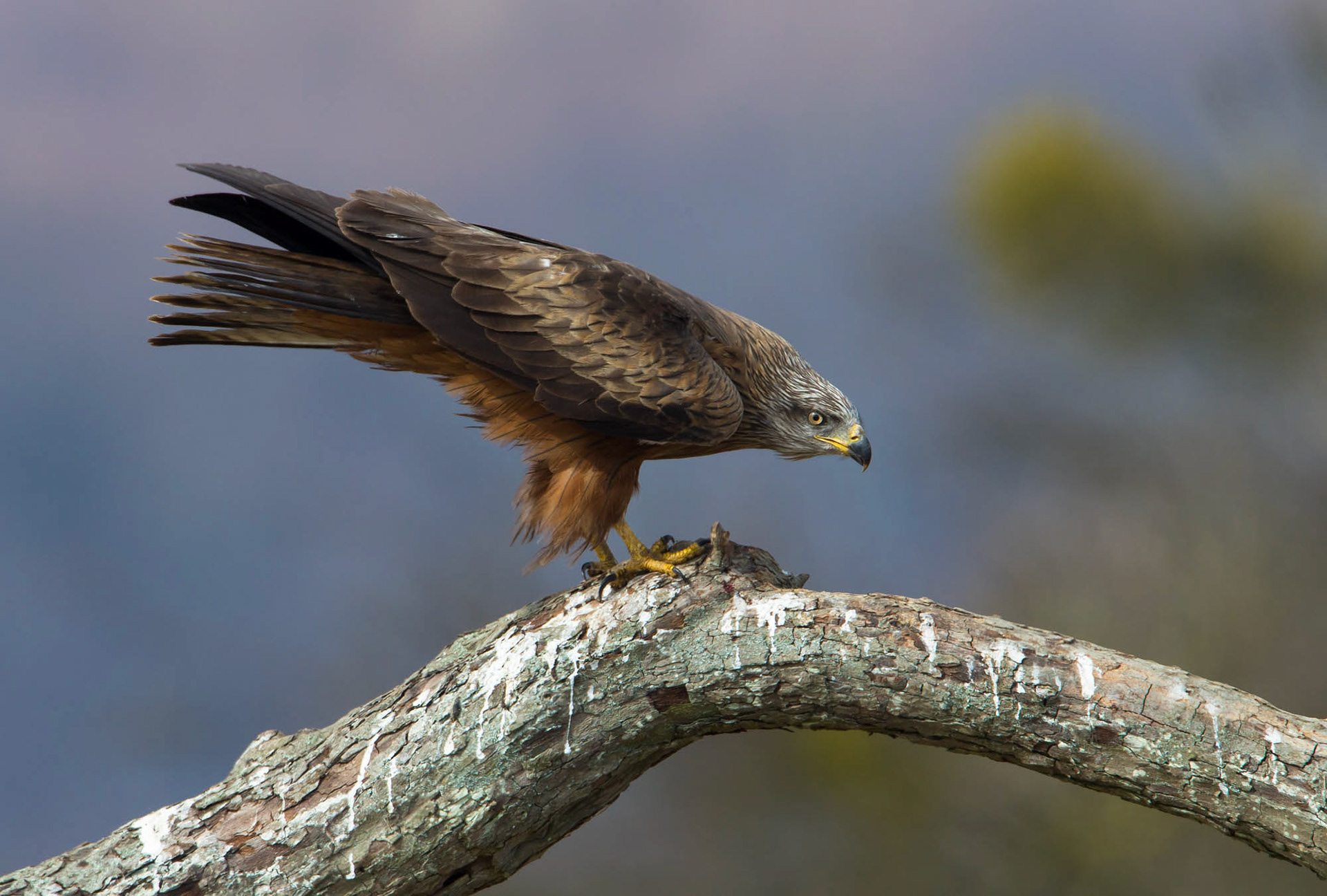 Red kite
