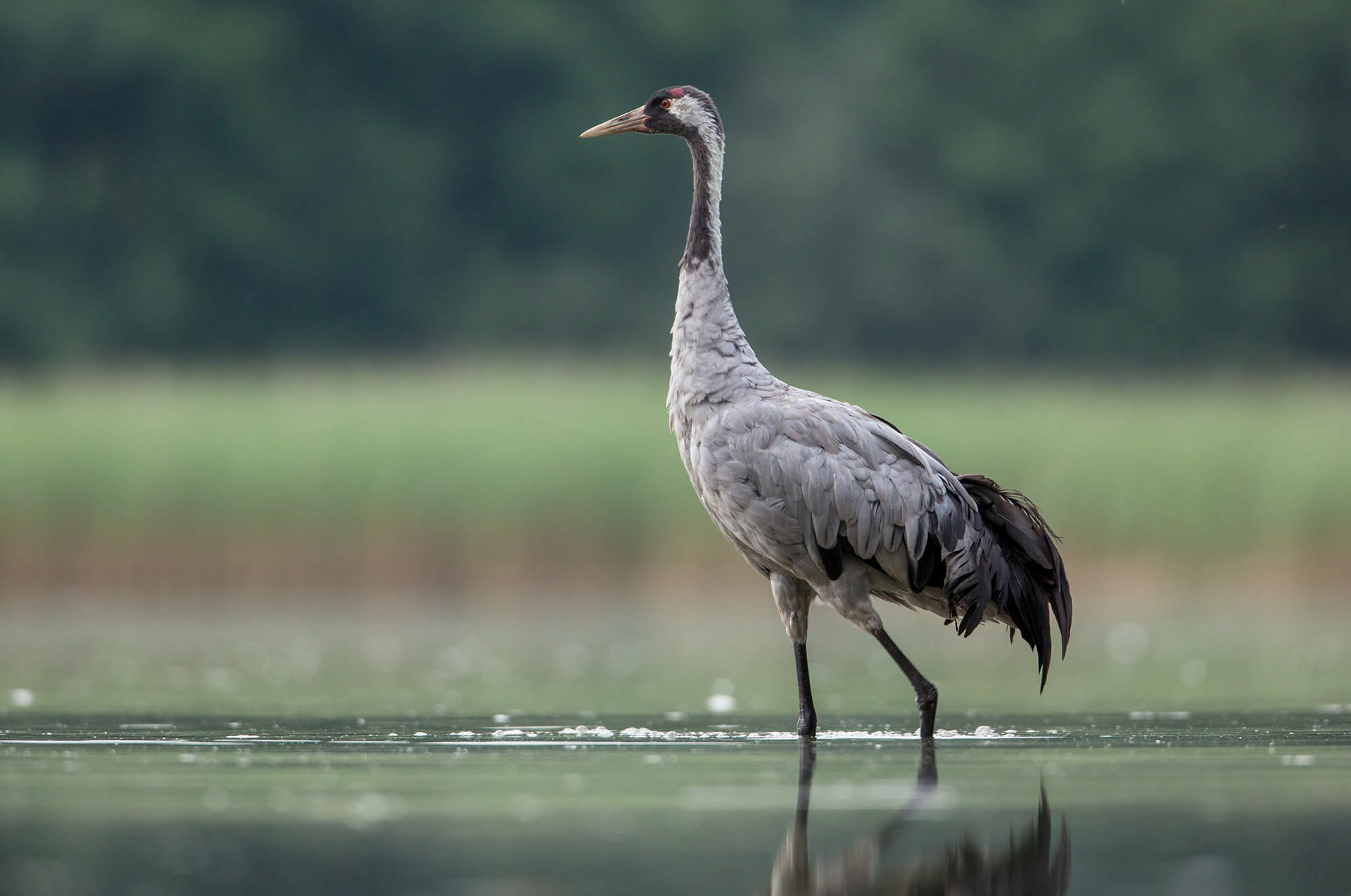 Common crane