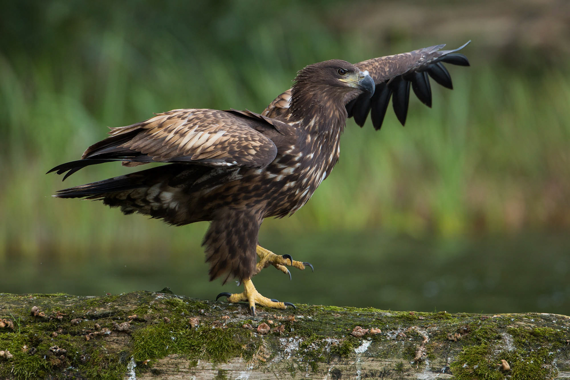 White tailed eagle