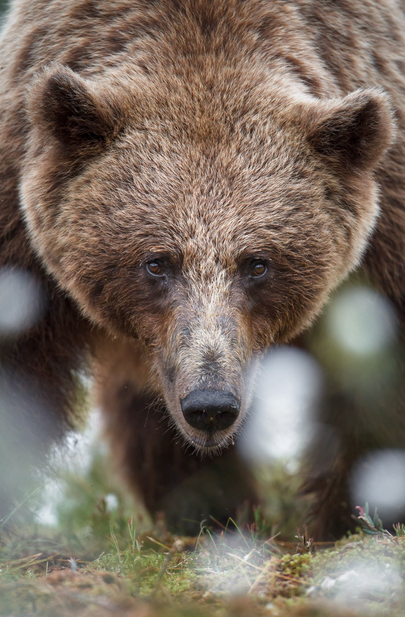 European Brown Bear (Finland)