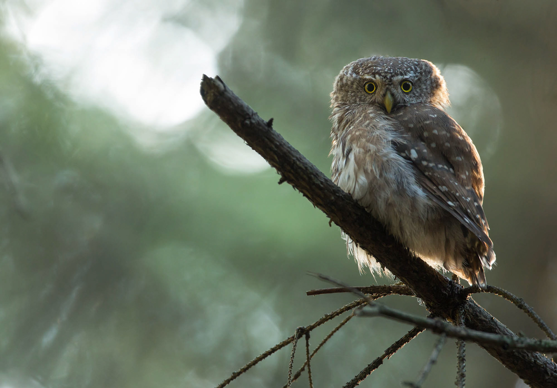 Pygmy owl