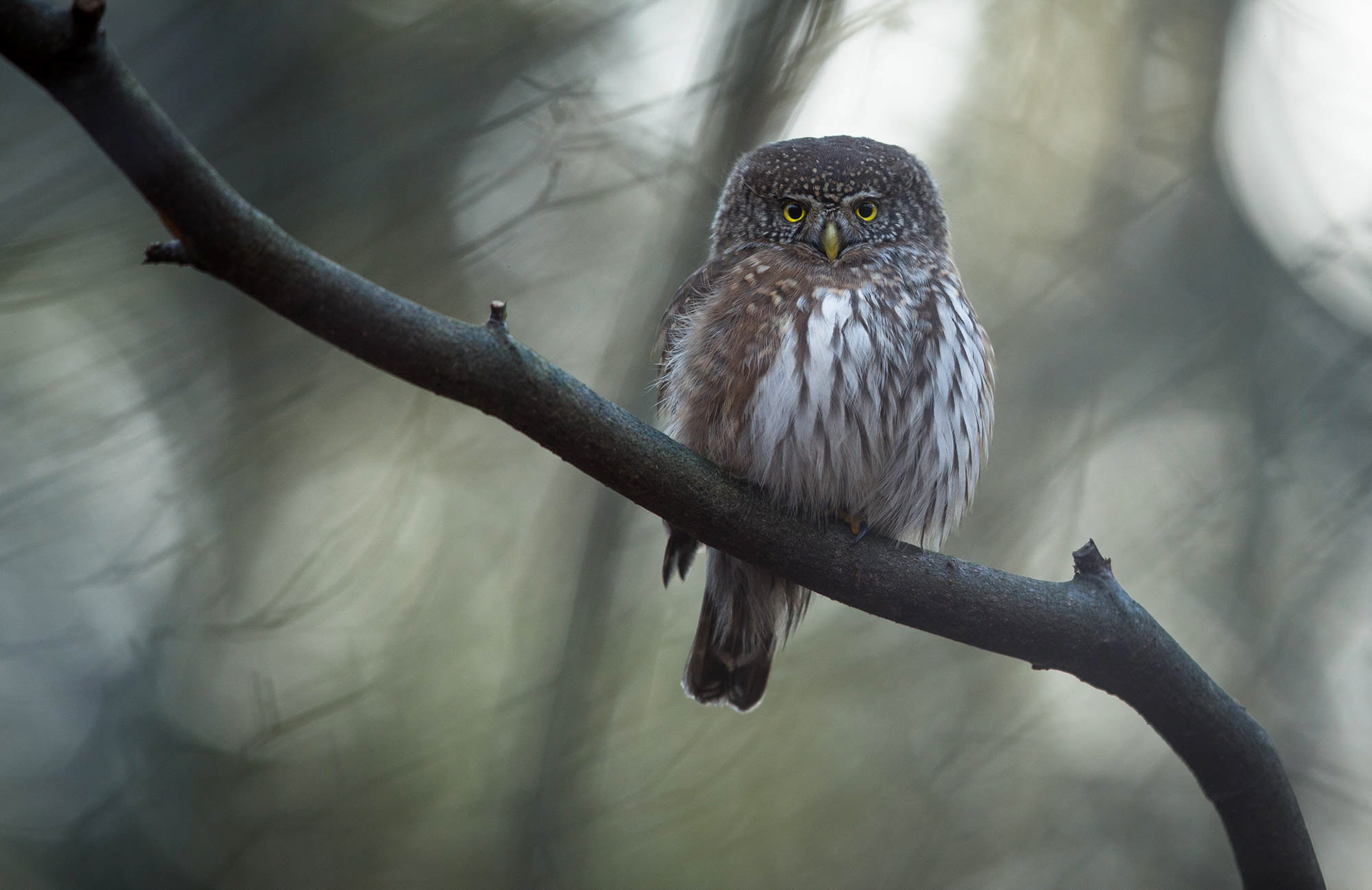 Pygmy owl