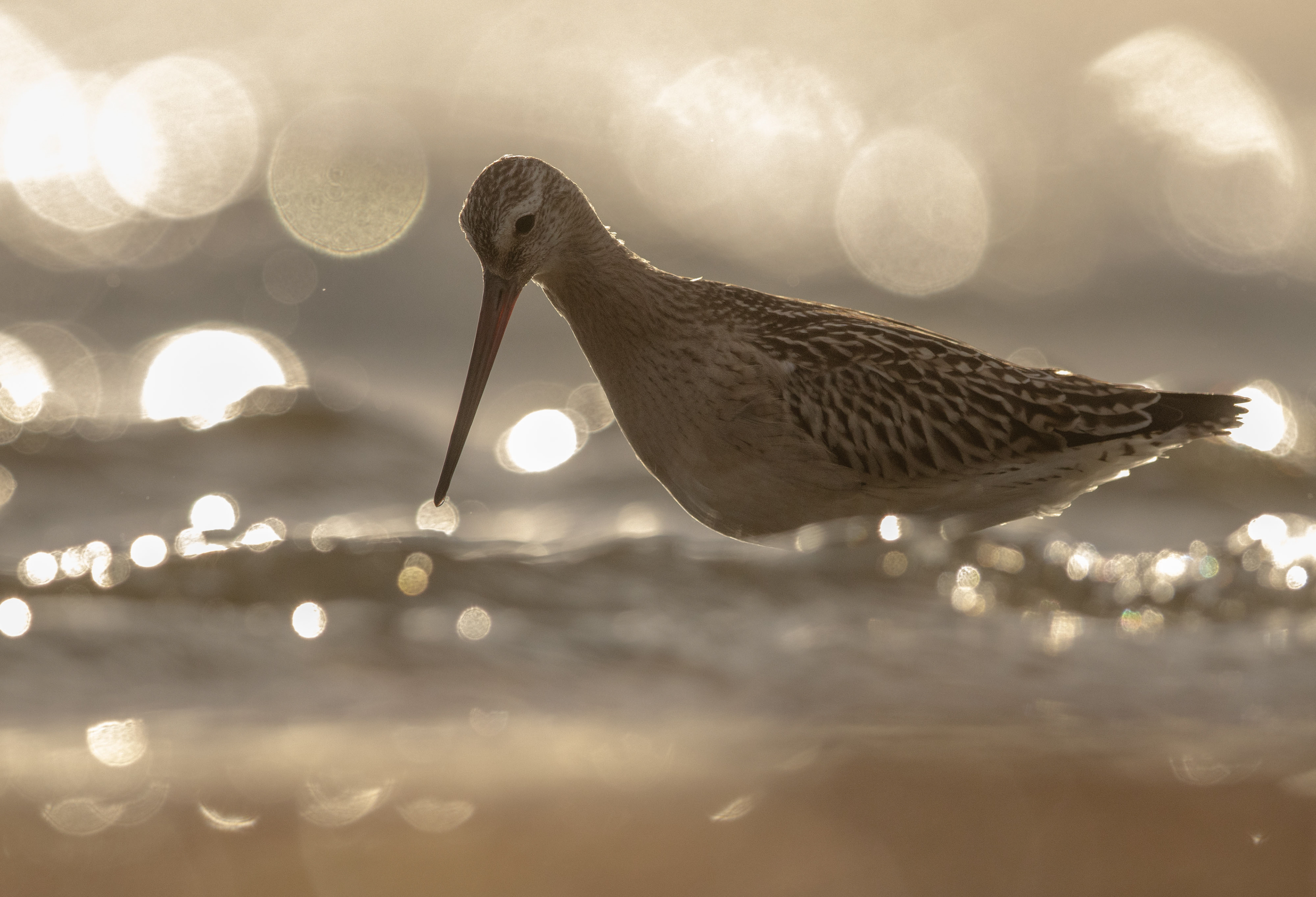 Bar-tailed godwit [Limosa lapponica]