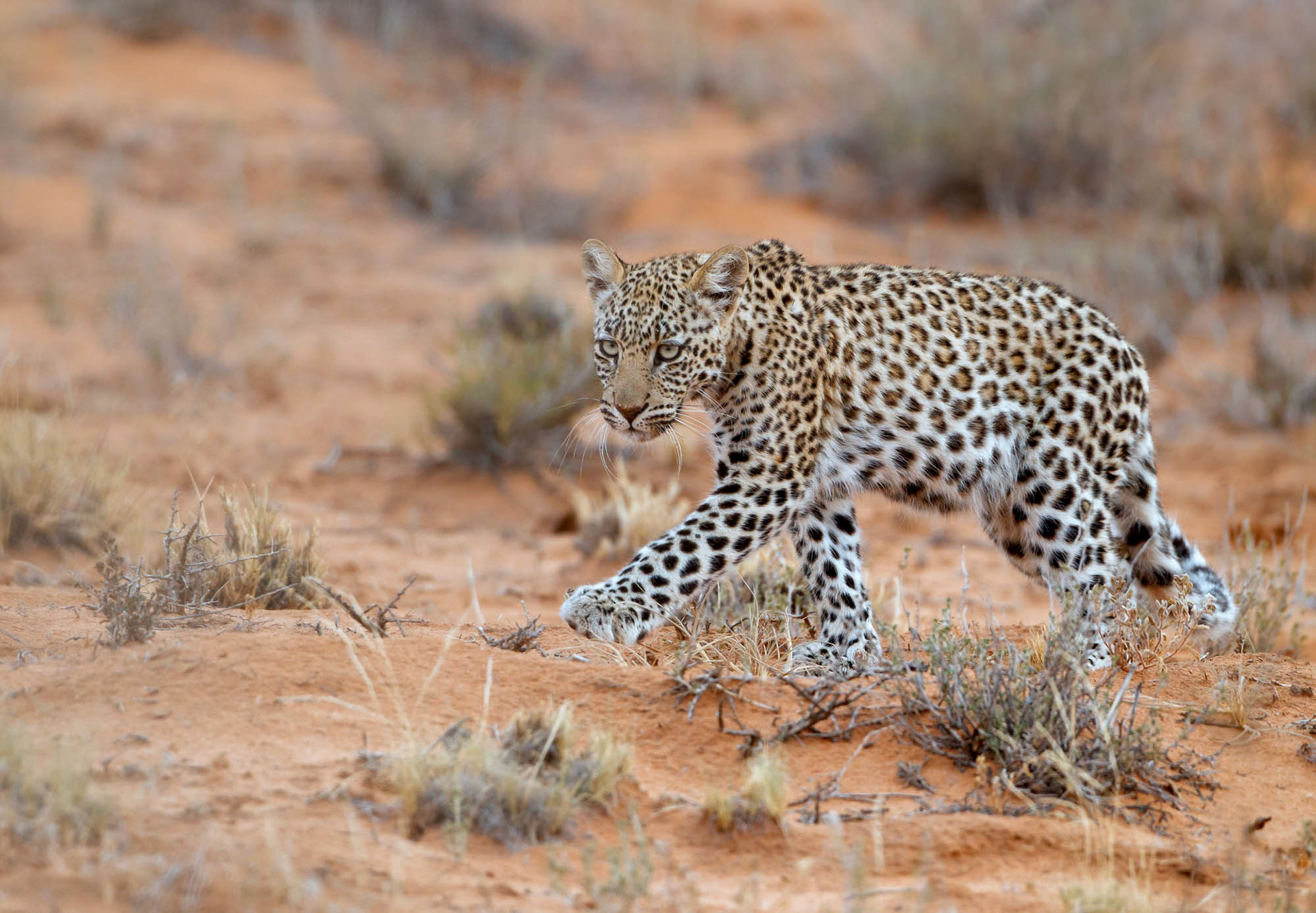 A young leopard in Kgalagadi Transfrontier Park