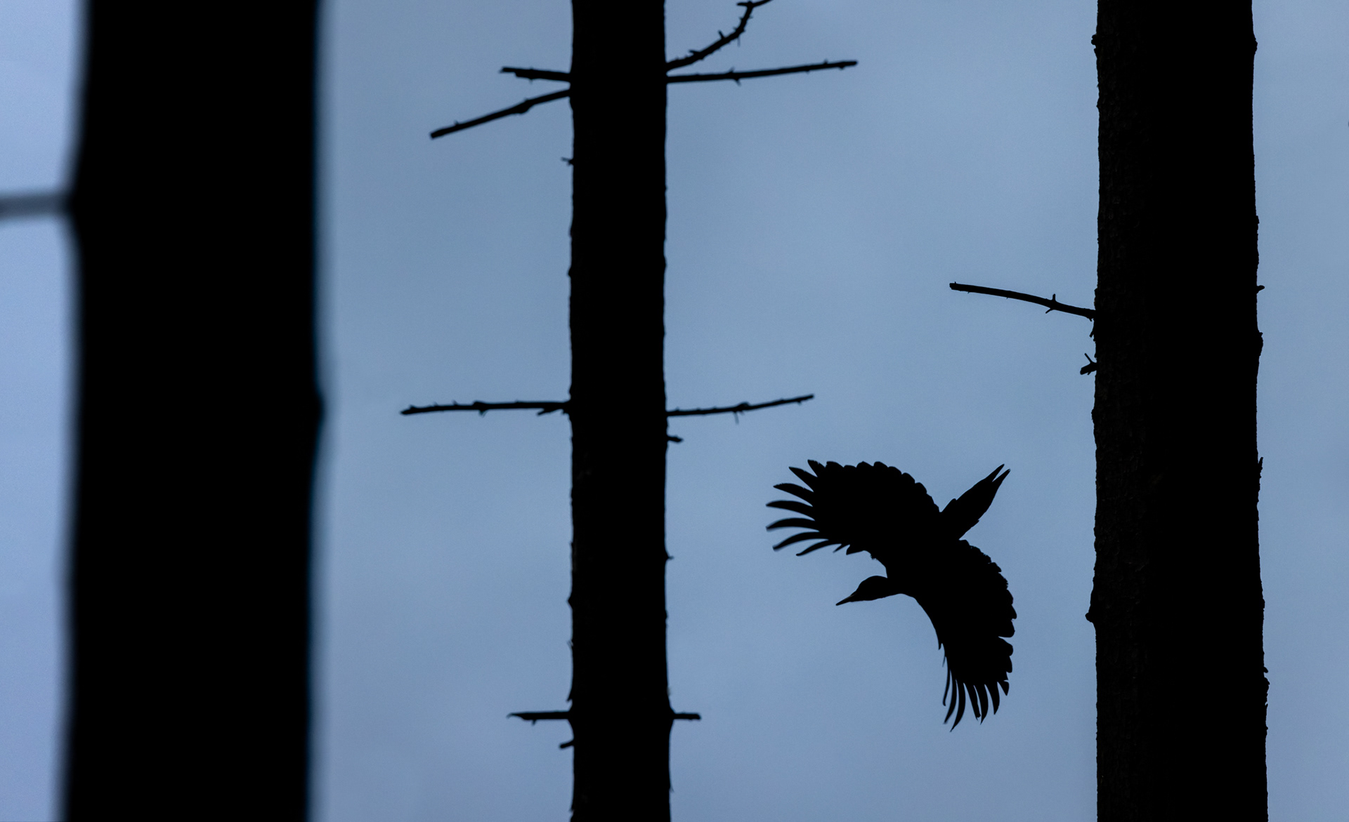 Black woodpecker [Dryocopus martius]