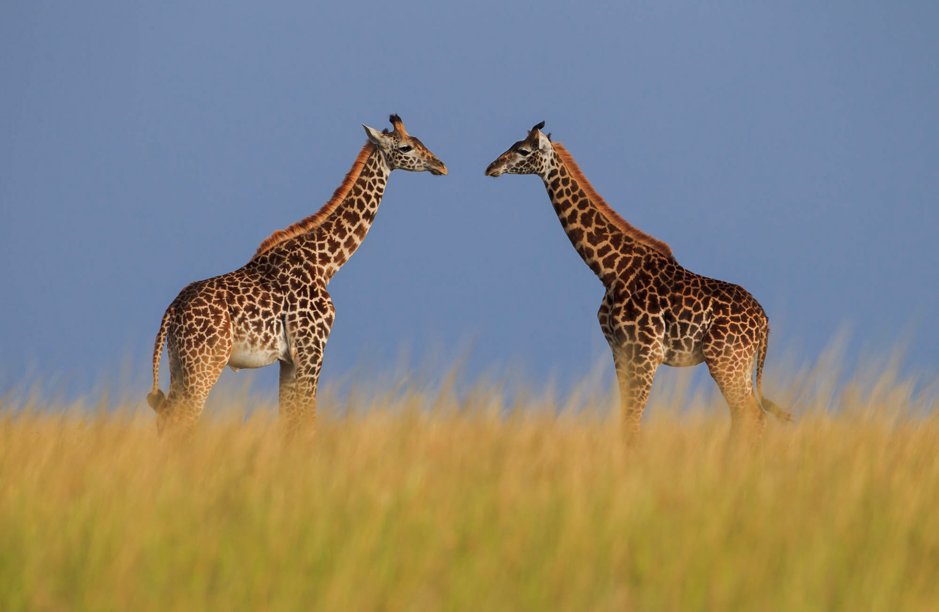 EOS 1D MkIV EF500 f/4L IS USM 1/250sec f/6,3