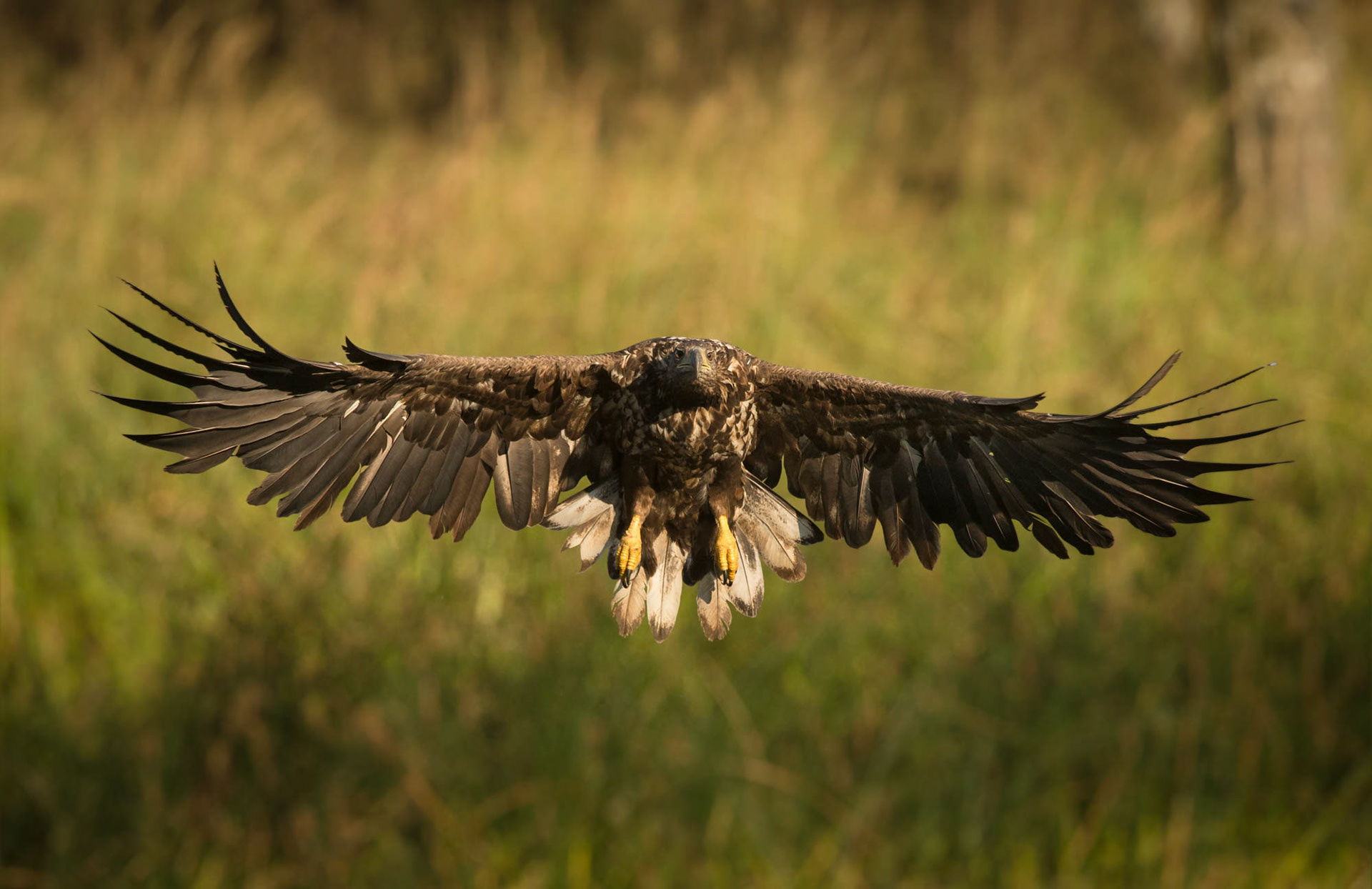 White tailed eagle