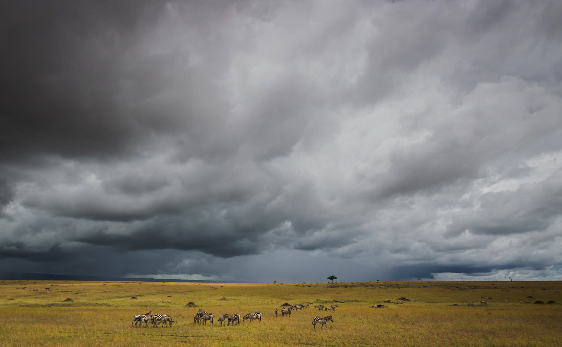 Zebras (Masai Mara, Kenya)