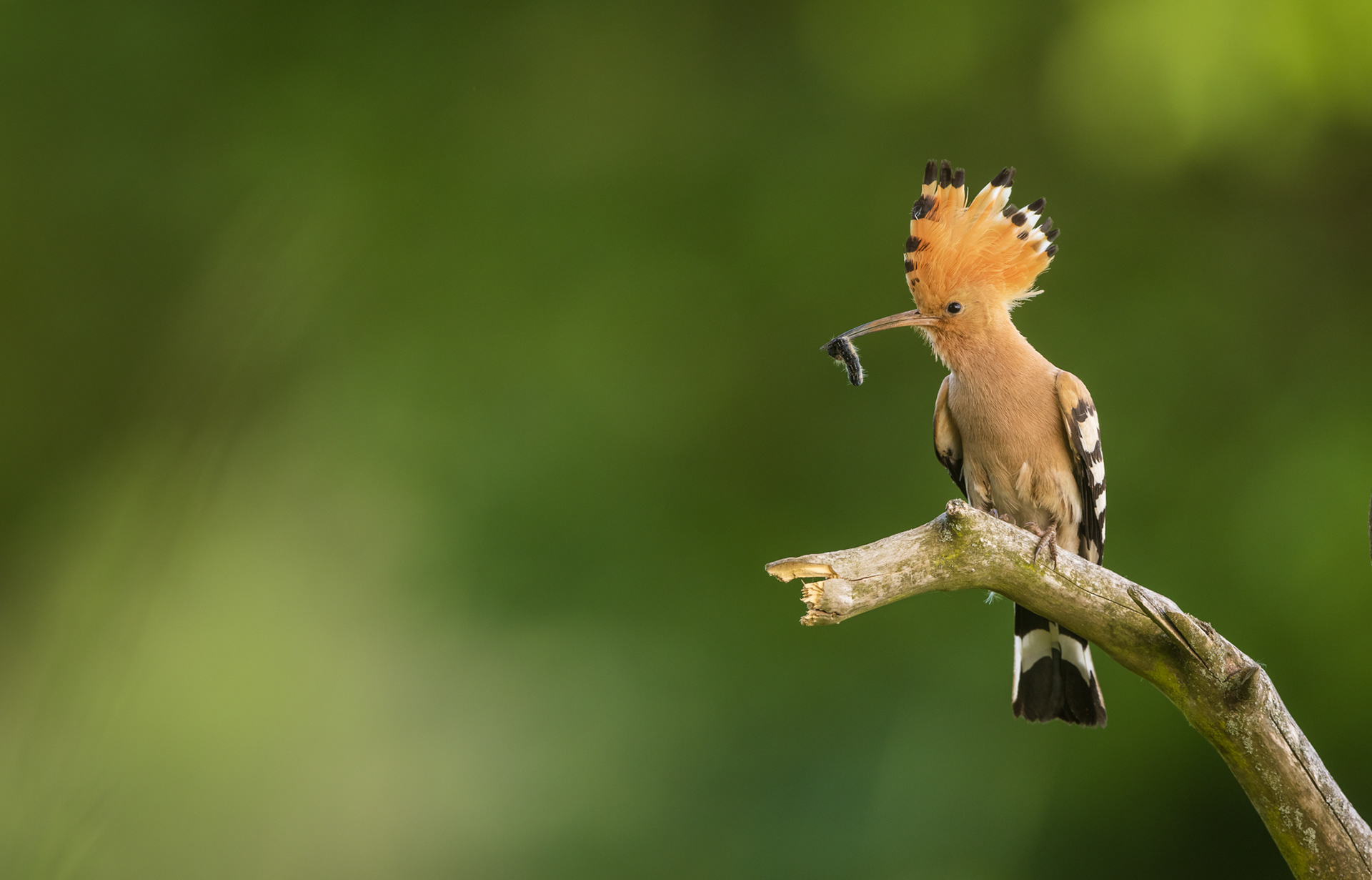 Eurasian hoopoe [Upupa epops]