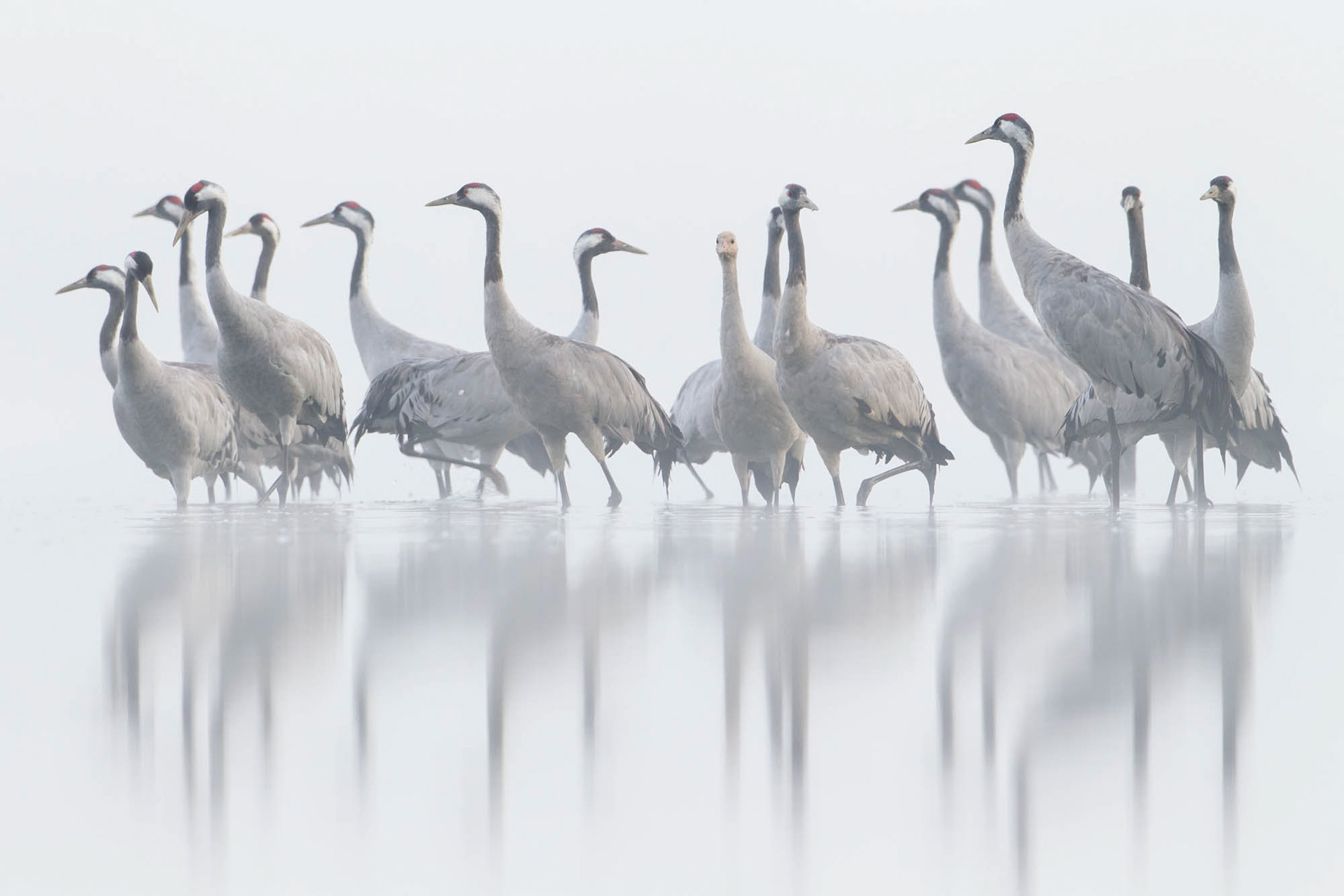 Common cranes