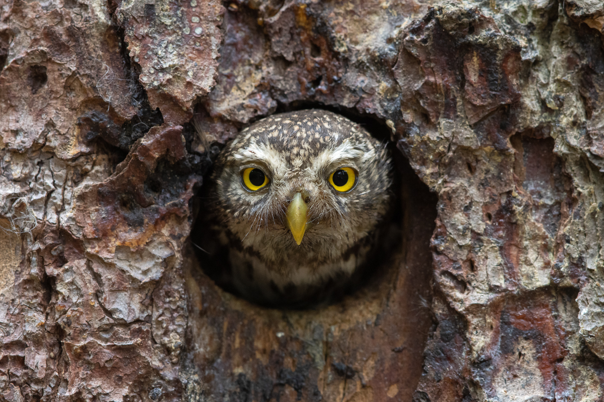 Pygmy owl