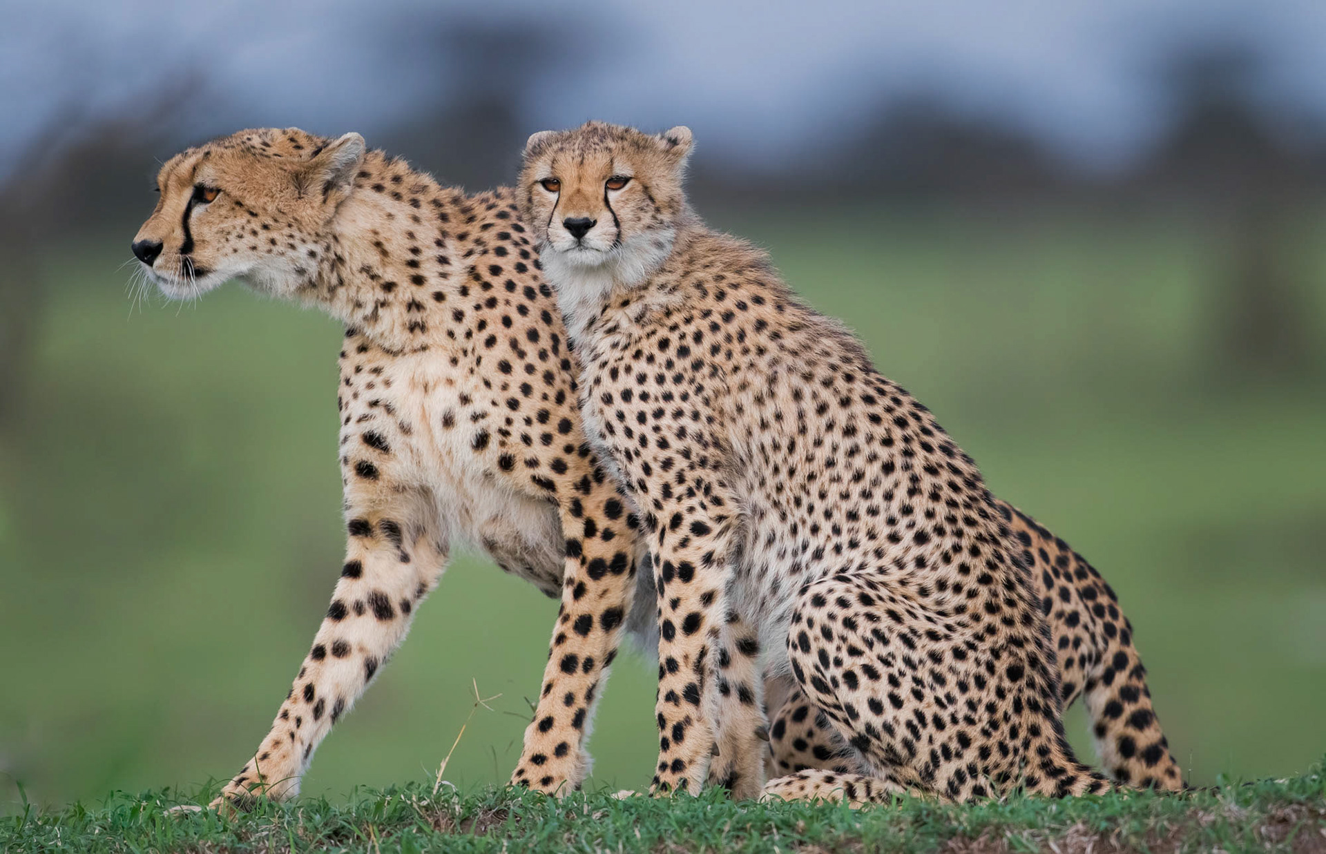 Cheetah and Youngster (Masai Mara, Kenya)